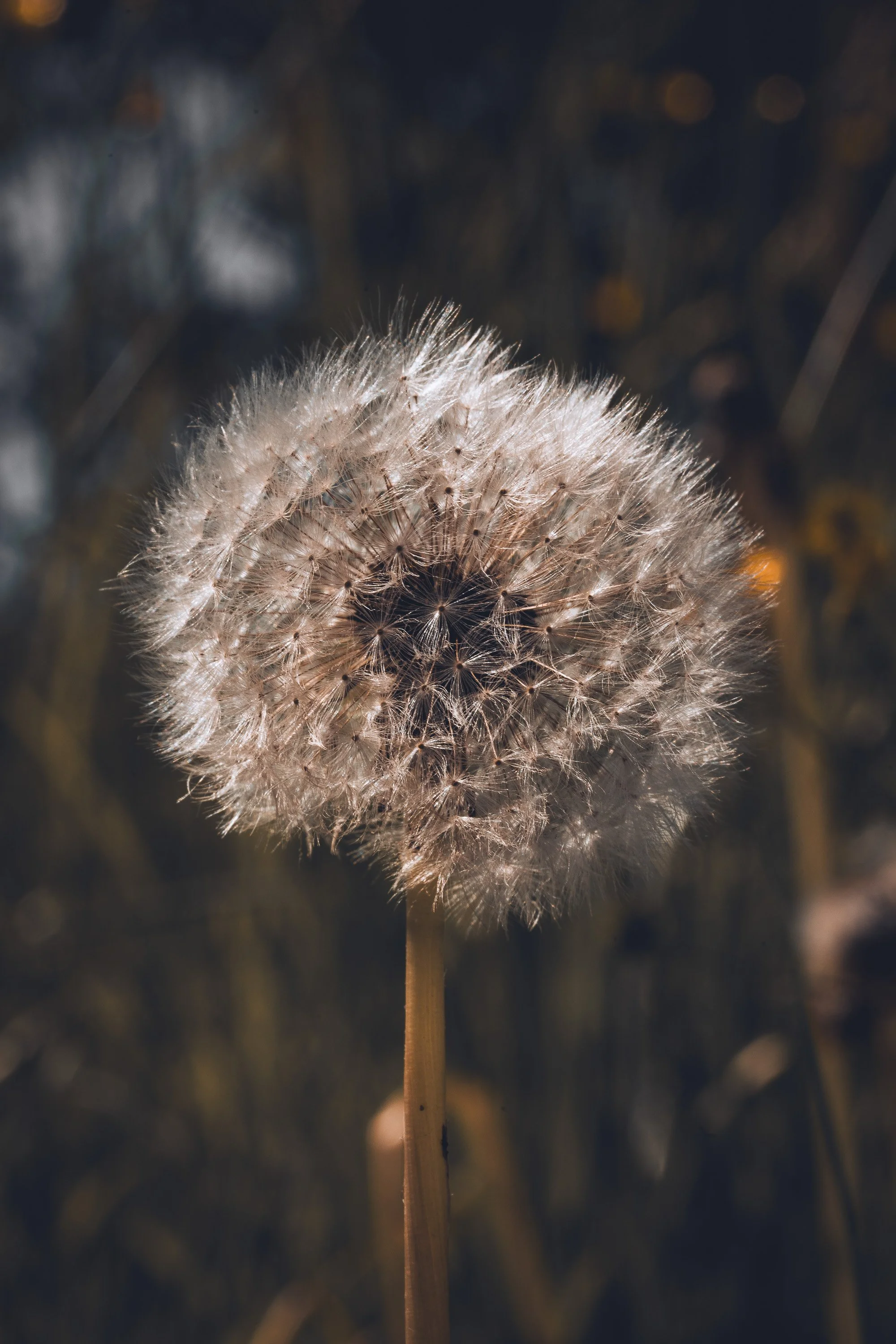 Makrofotografie_00006.jpg