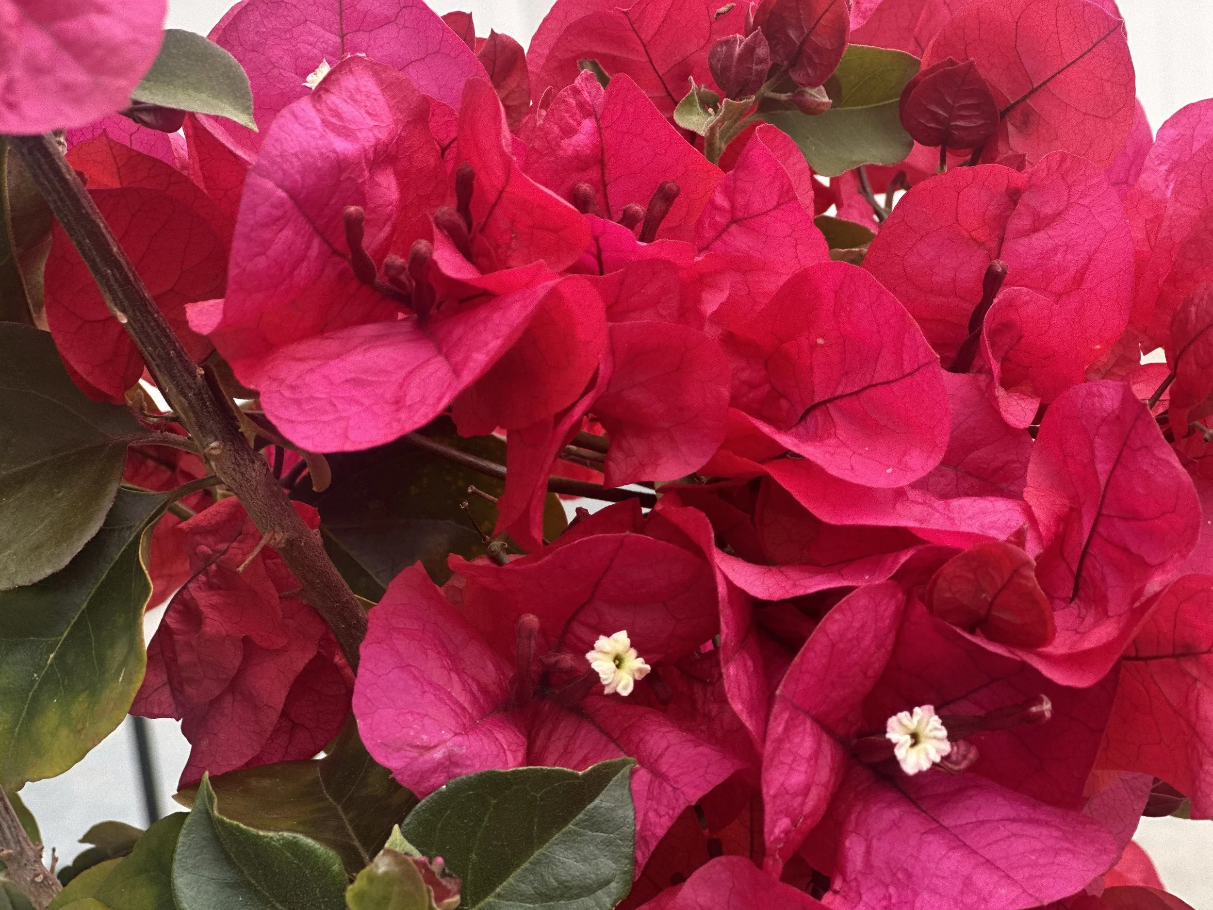 Close-up of vibrant pink bougainvillea flowers with green leaves and small white blossoms