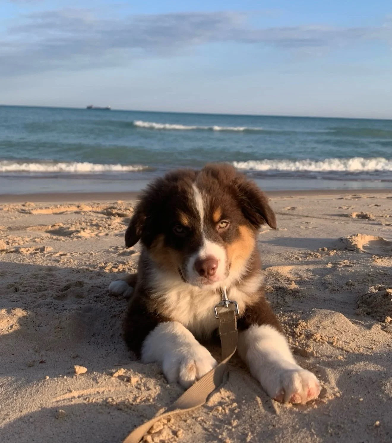 Gio the Australian Shepherd puppy lying on sand at the beach