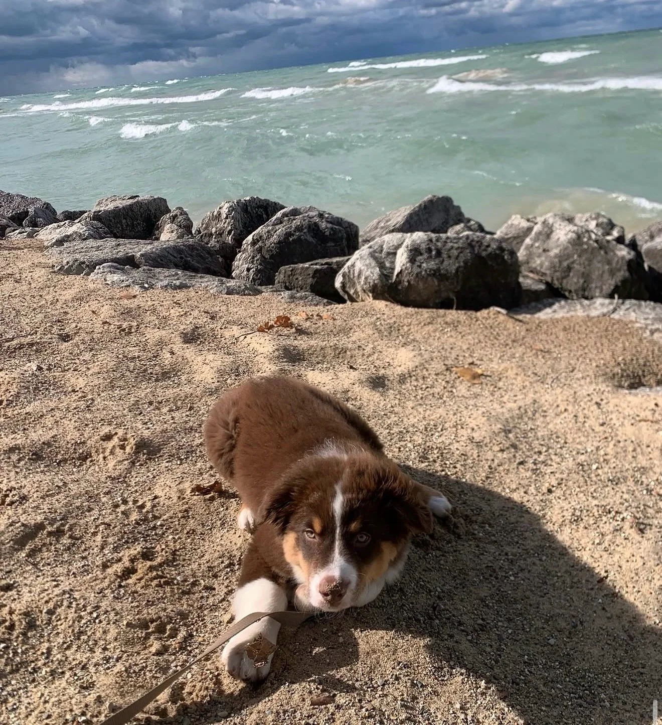 Gio the Australian Shepherd puppy lying on sand at the beach by the water