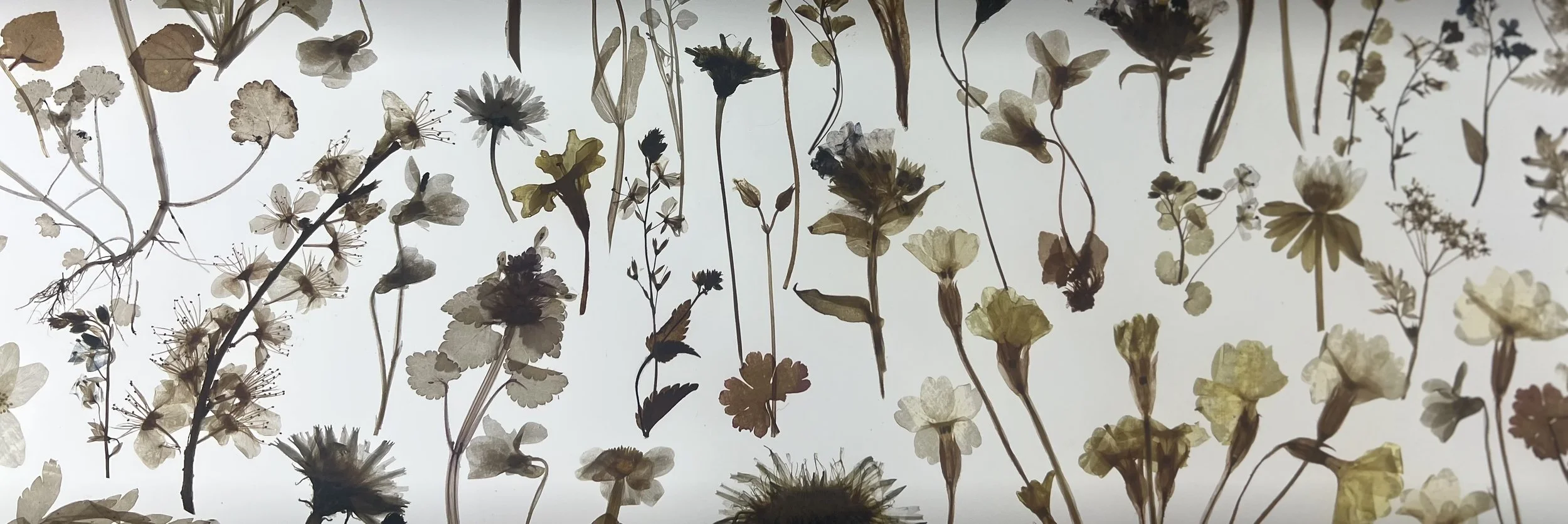 Decorative arrangement of pressed wildflowers, leaves, stems, and seed heads displayed against a light background