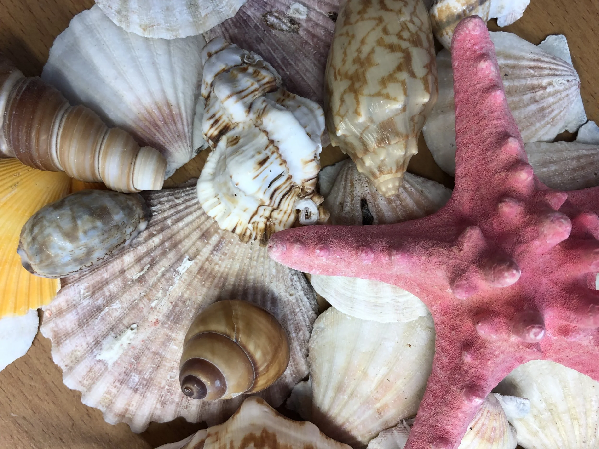 Assortment of colorful seashells and pink coral pieces arranged on a wooden surface