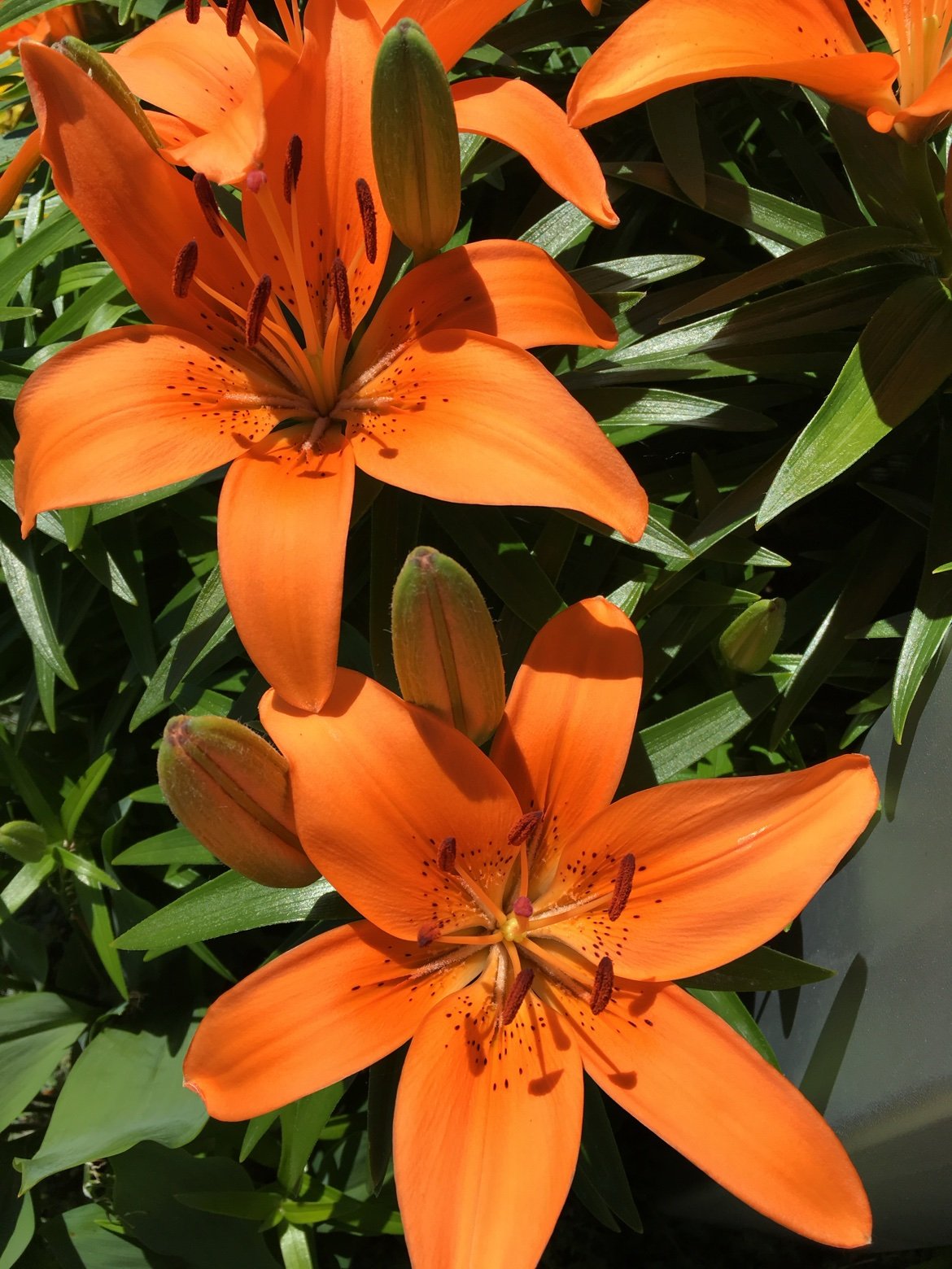 Orange Asiatic lilies
