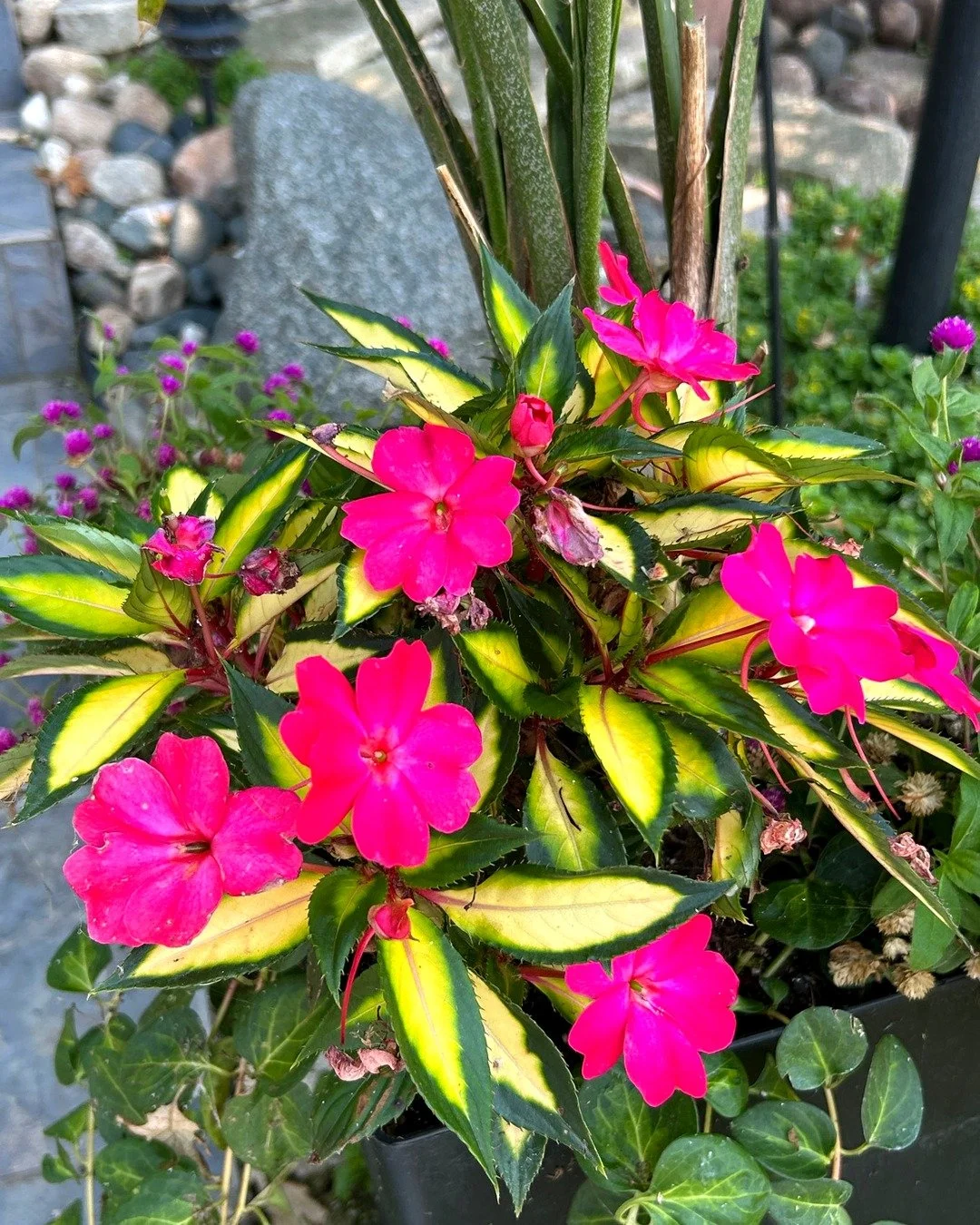 Hot-pink impatiens