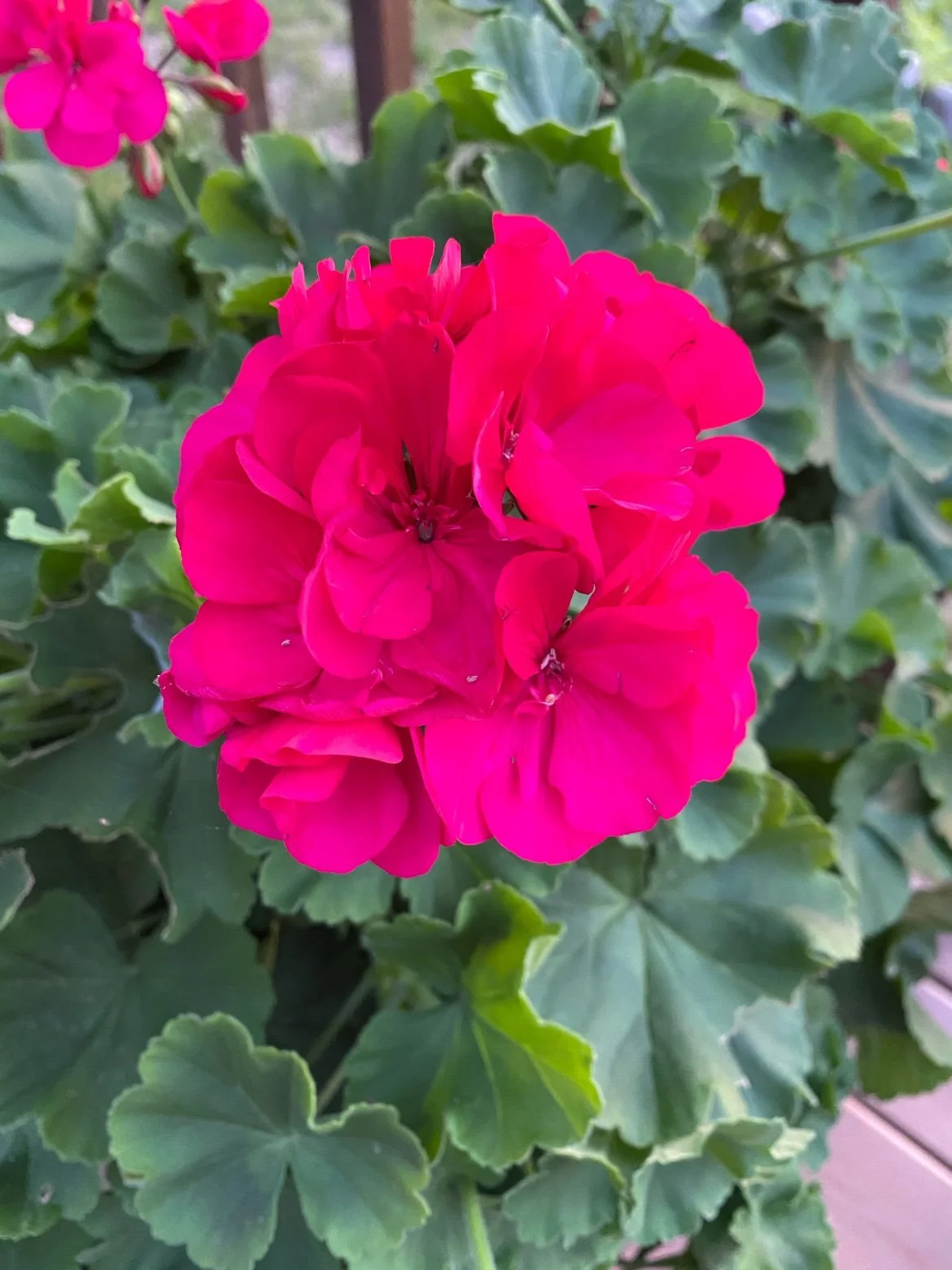 Hot pink geranium blooms