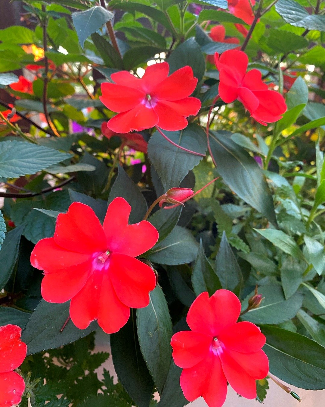 Red impatiens