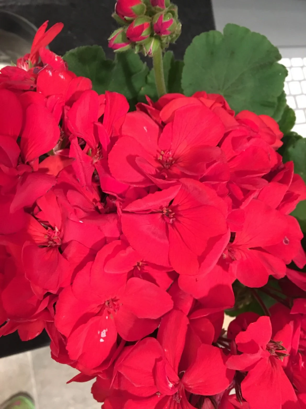 Red geraniums