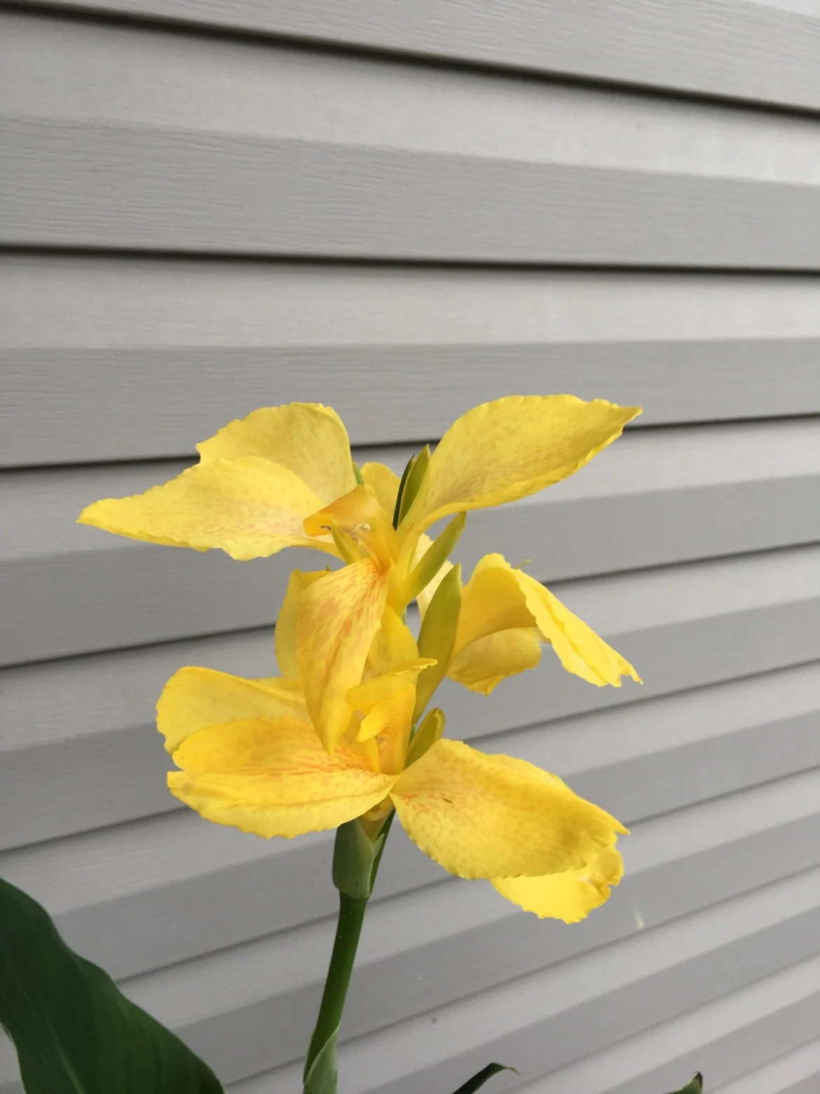 Yellow canna lily