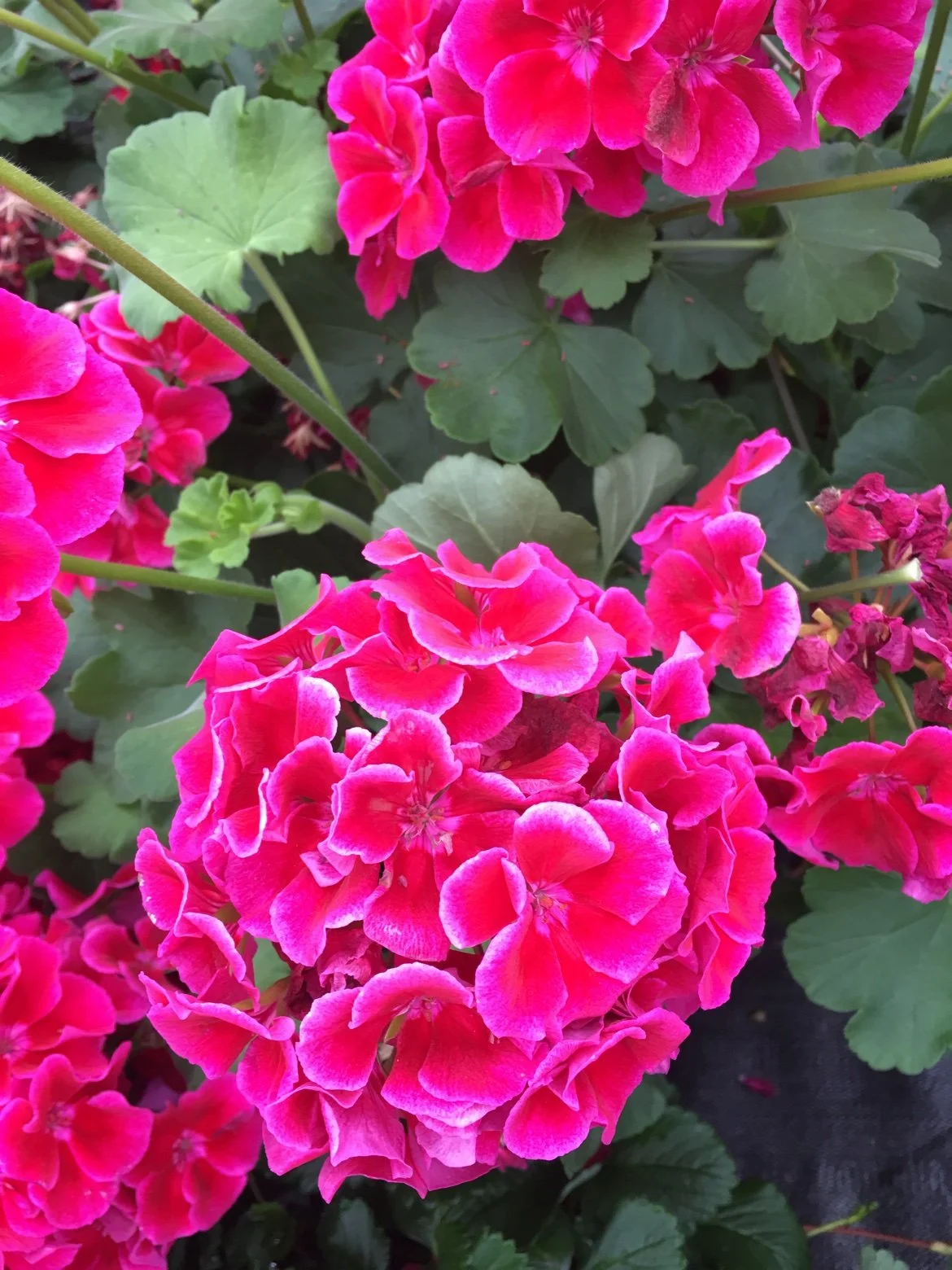 Magenta-pink geraniums