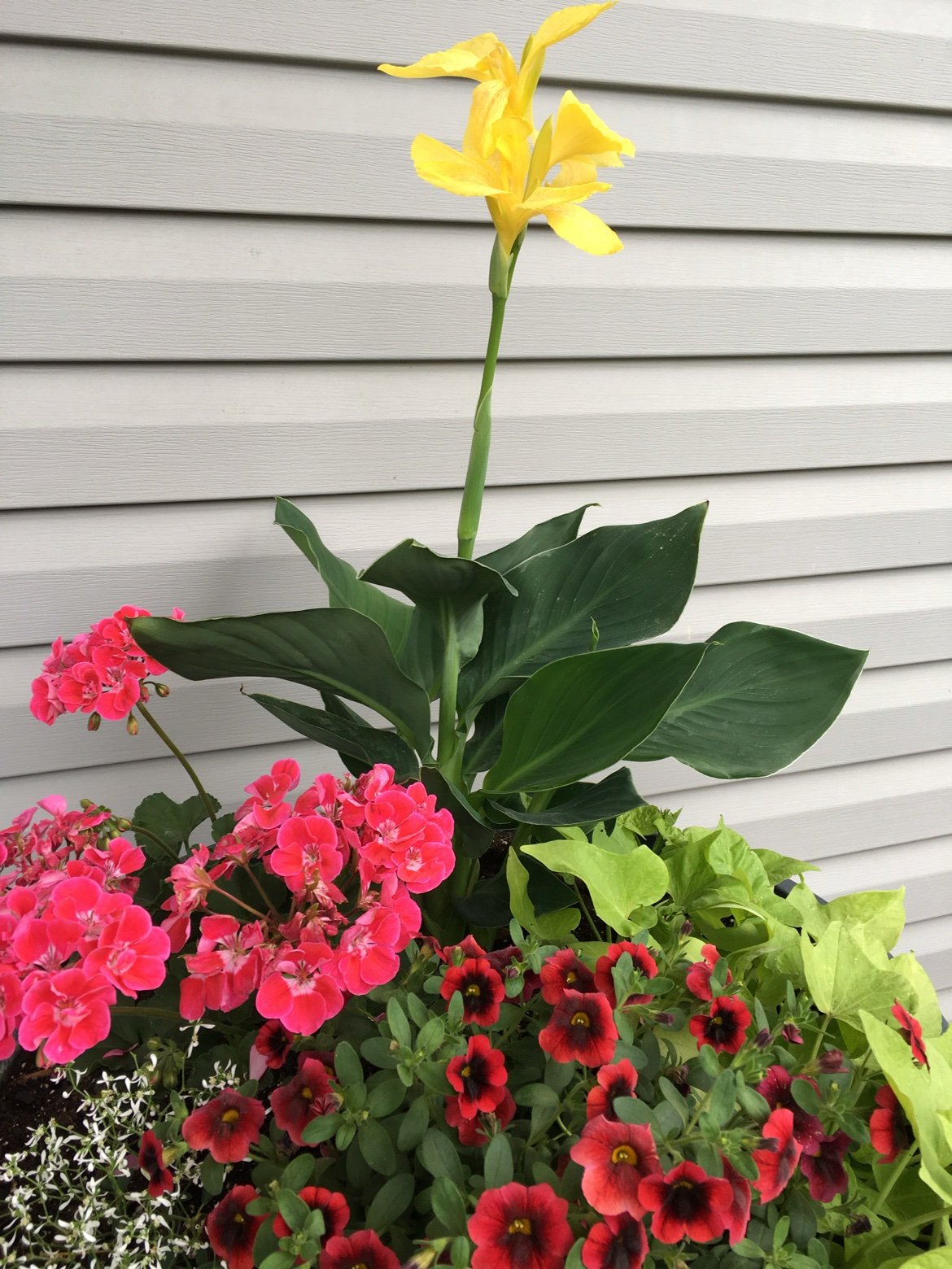 Container with yellow canna, pink geraniums and red calibrachoa