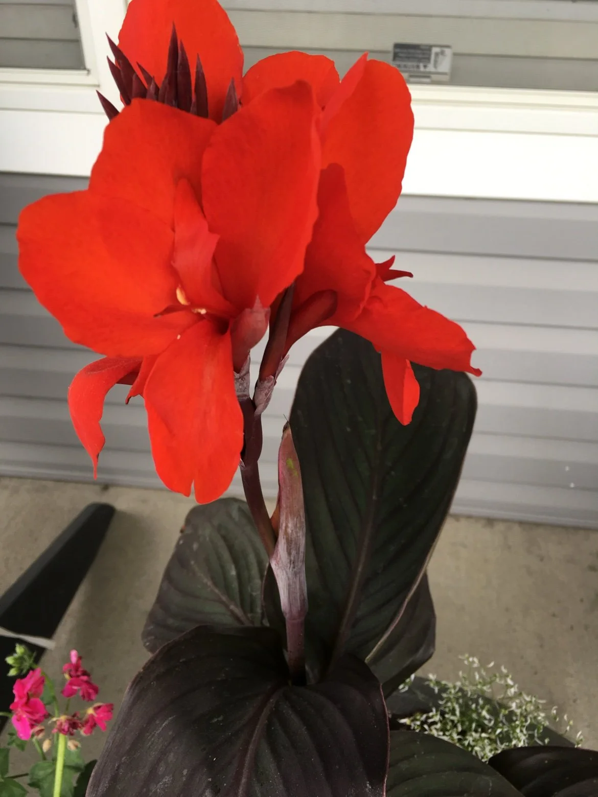 Red canna lily with dark foliage