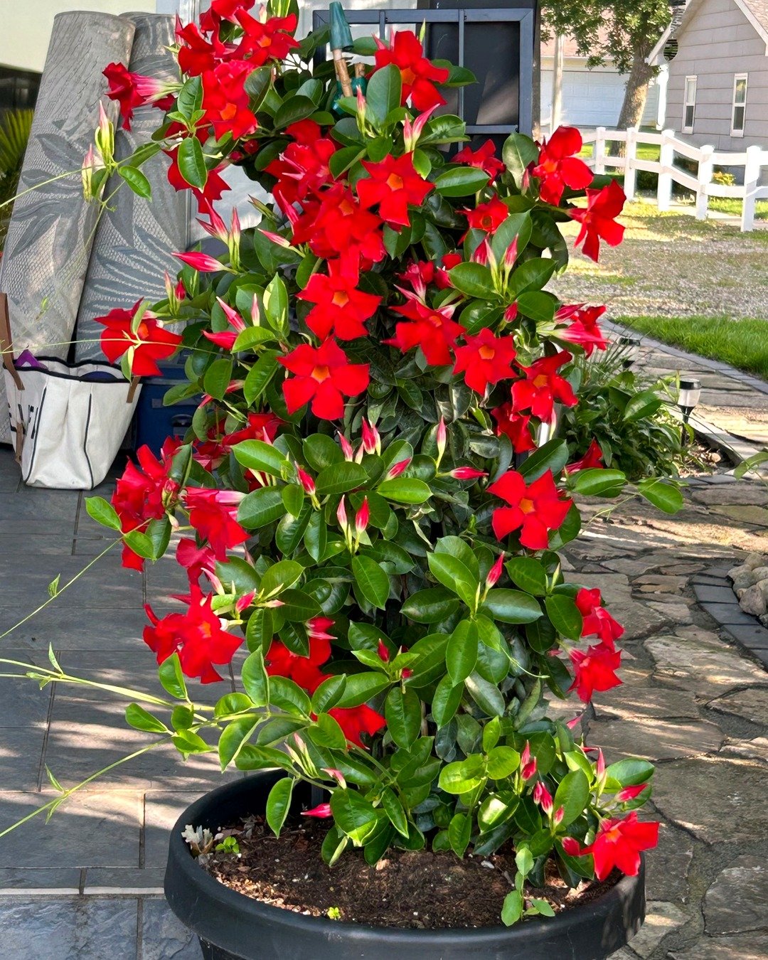Red mandevilla on patio