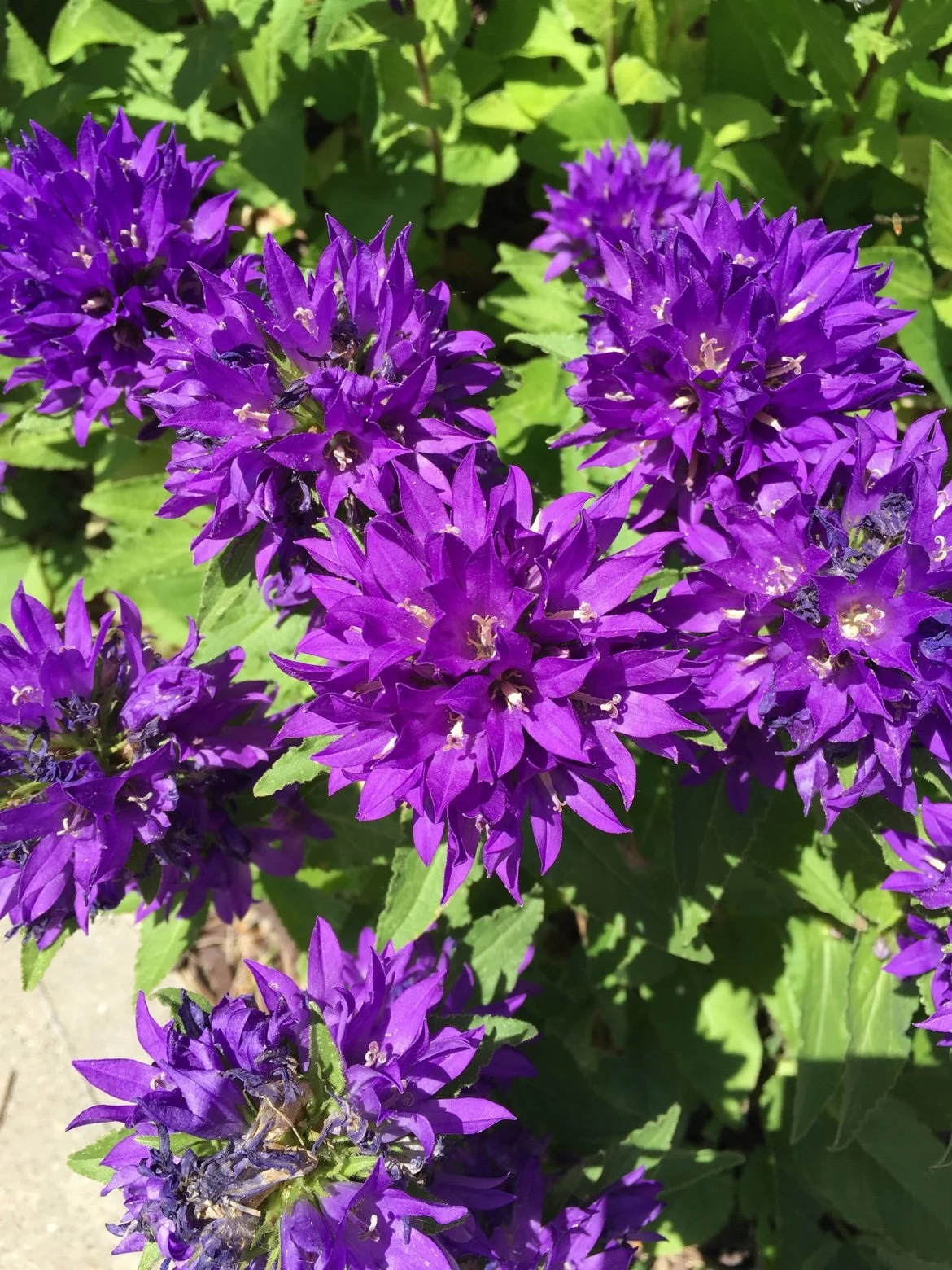 Purple clustered bellflowers
