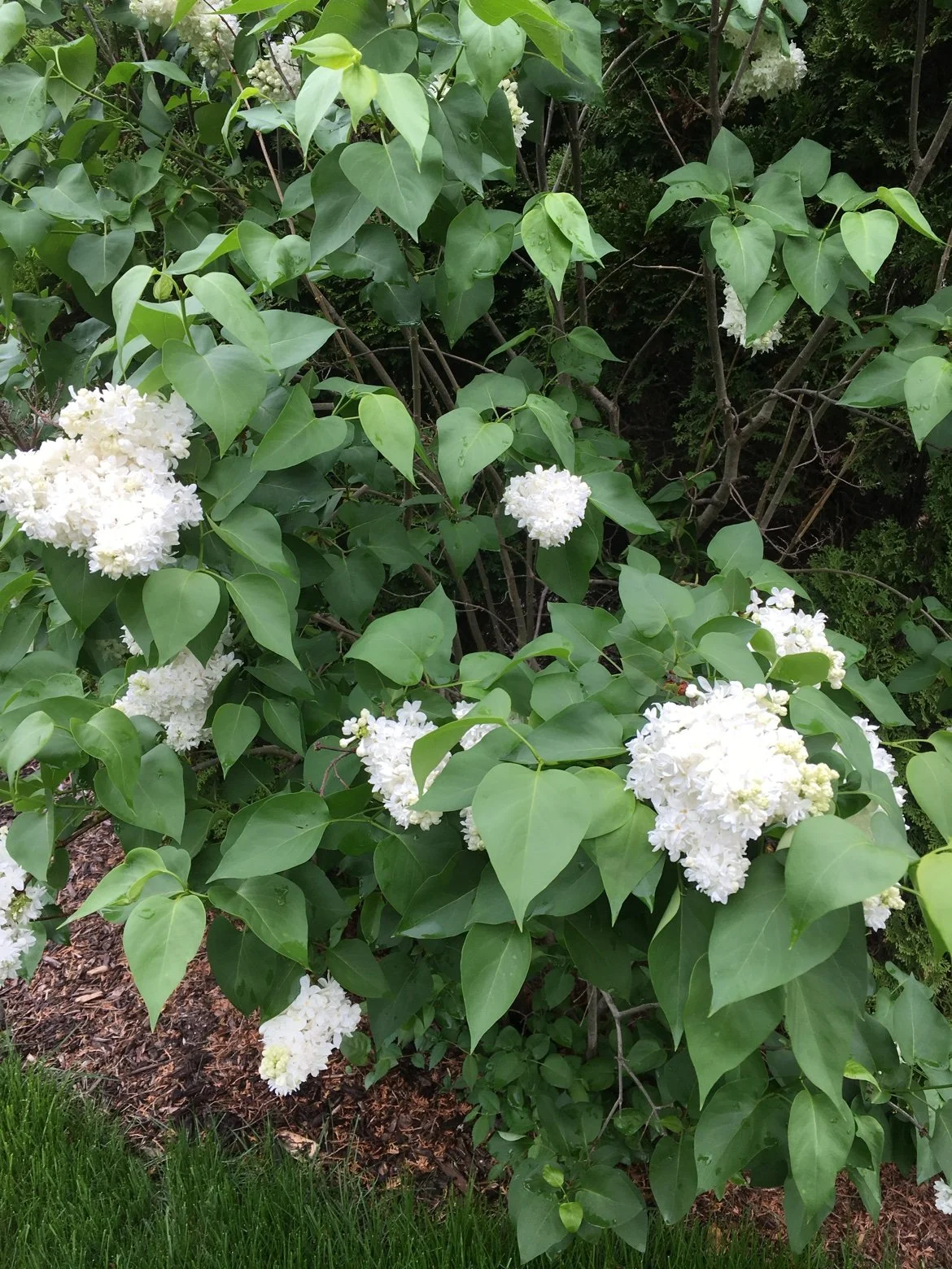 White lilac bush