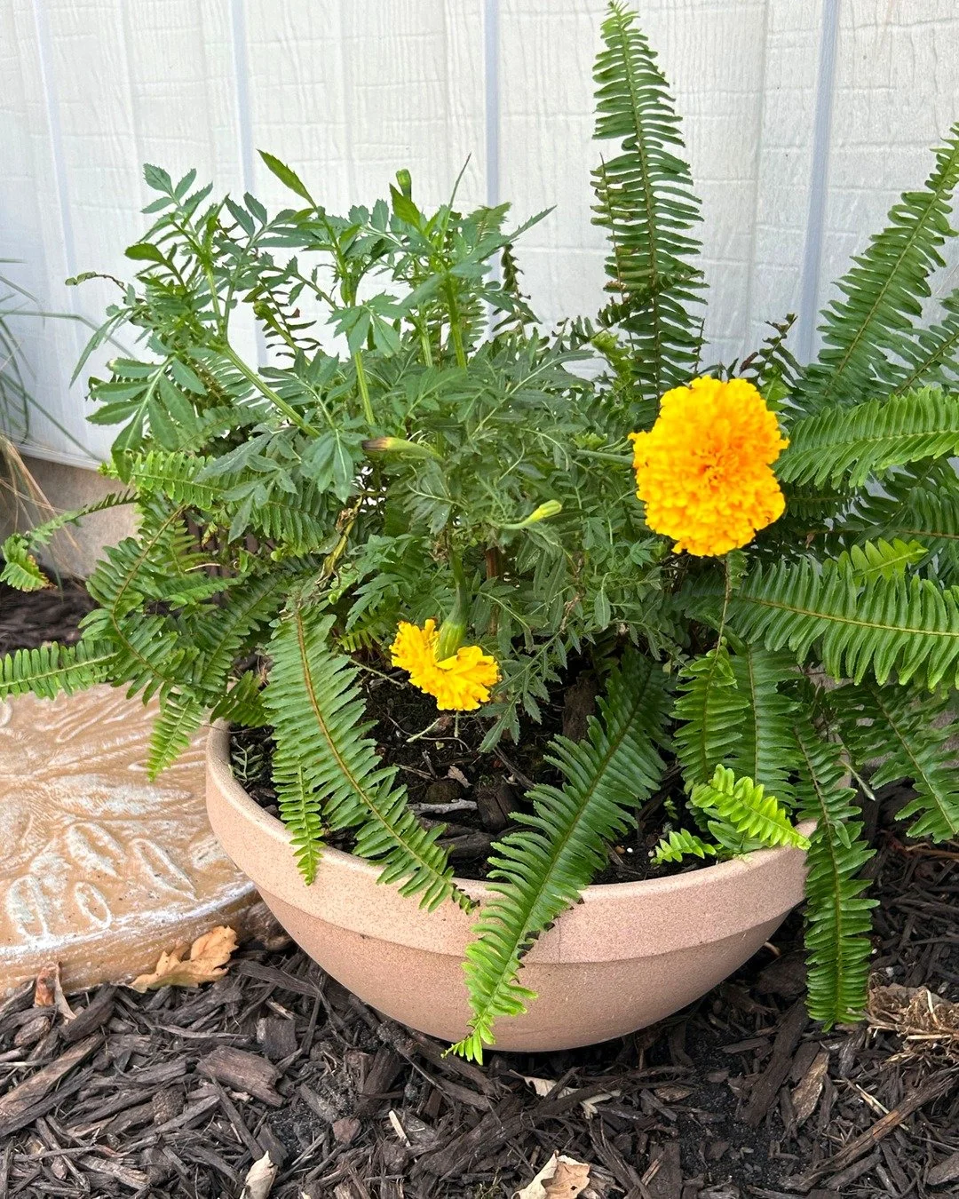 Fern and marigold bowl