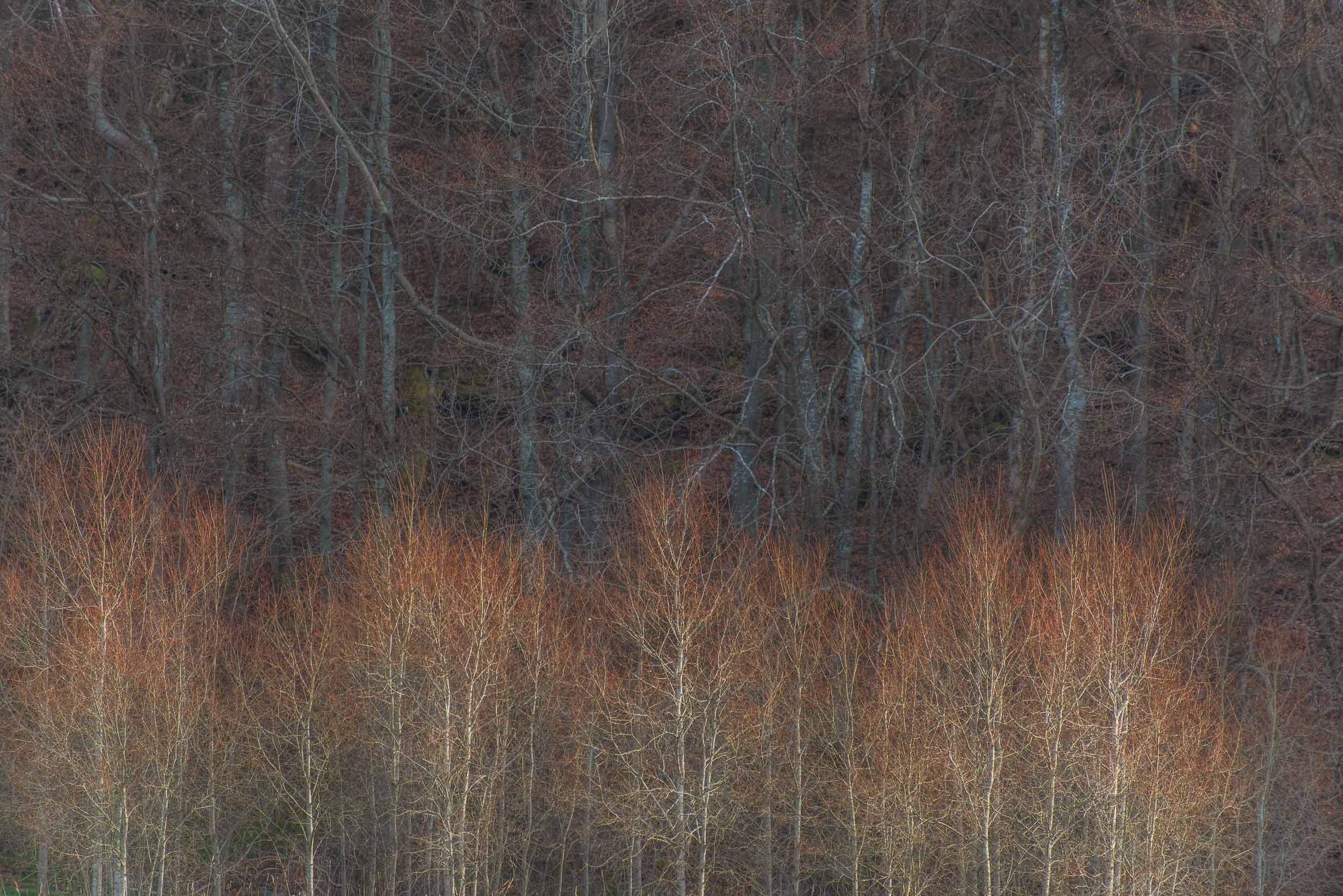 Dense leafless woodland with tangled branches, gray tree trunks, and dry grasses in the foreground