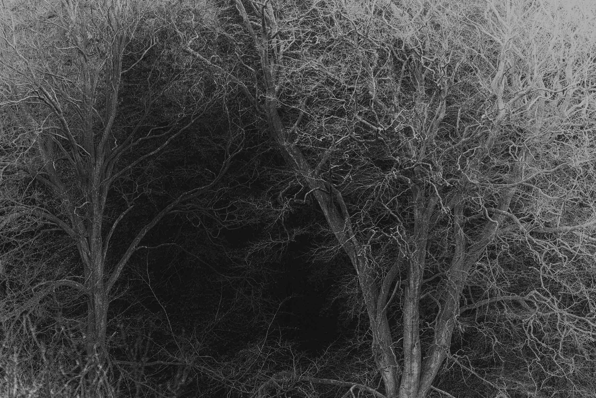 Black-and-white photograph of dense, twisted, leafless woodland trees and tangled branches