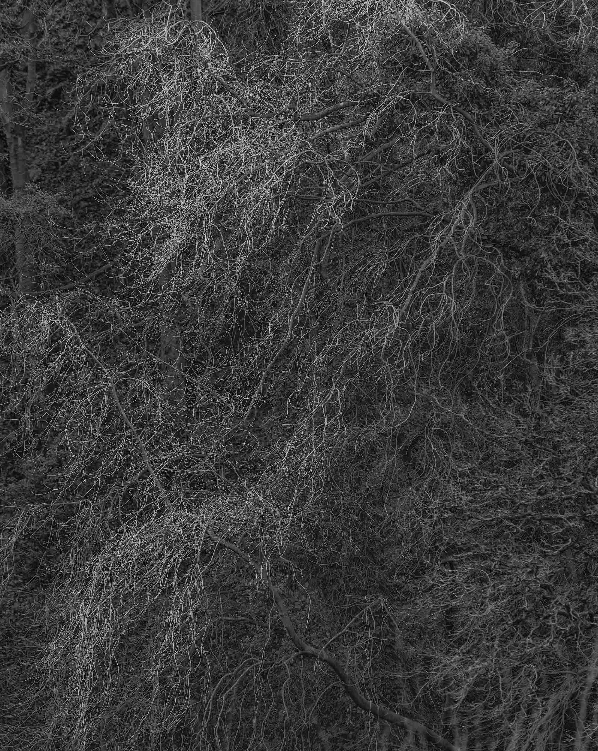 Black-and-white close-up of tangled, leafless tree branches in a dense forest