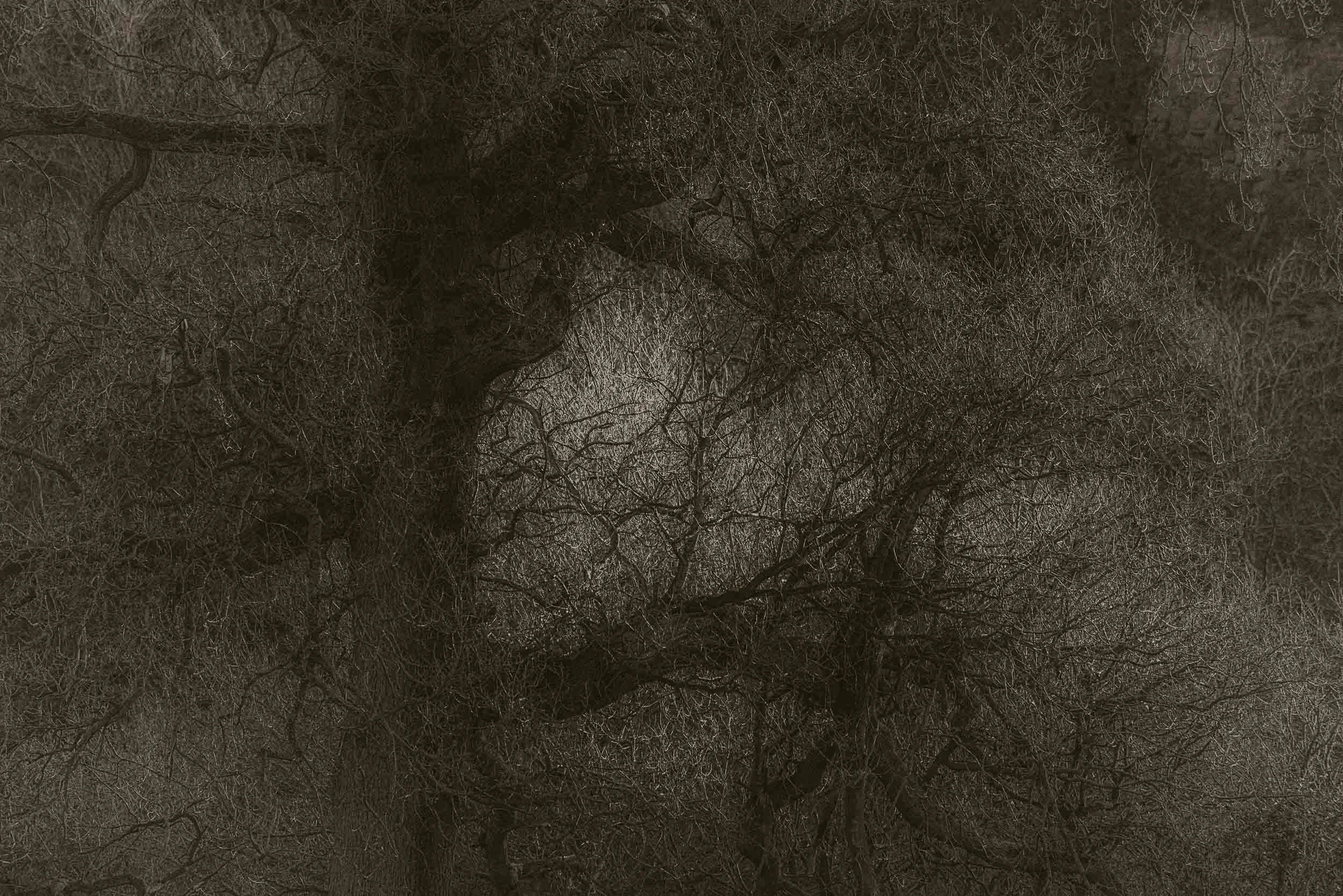 Dense, leafless woodland filled with tangled tree branches and undergrowth.
