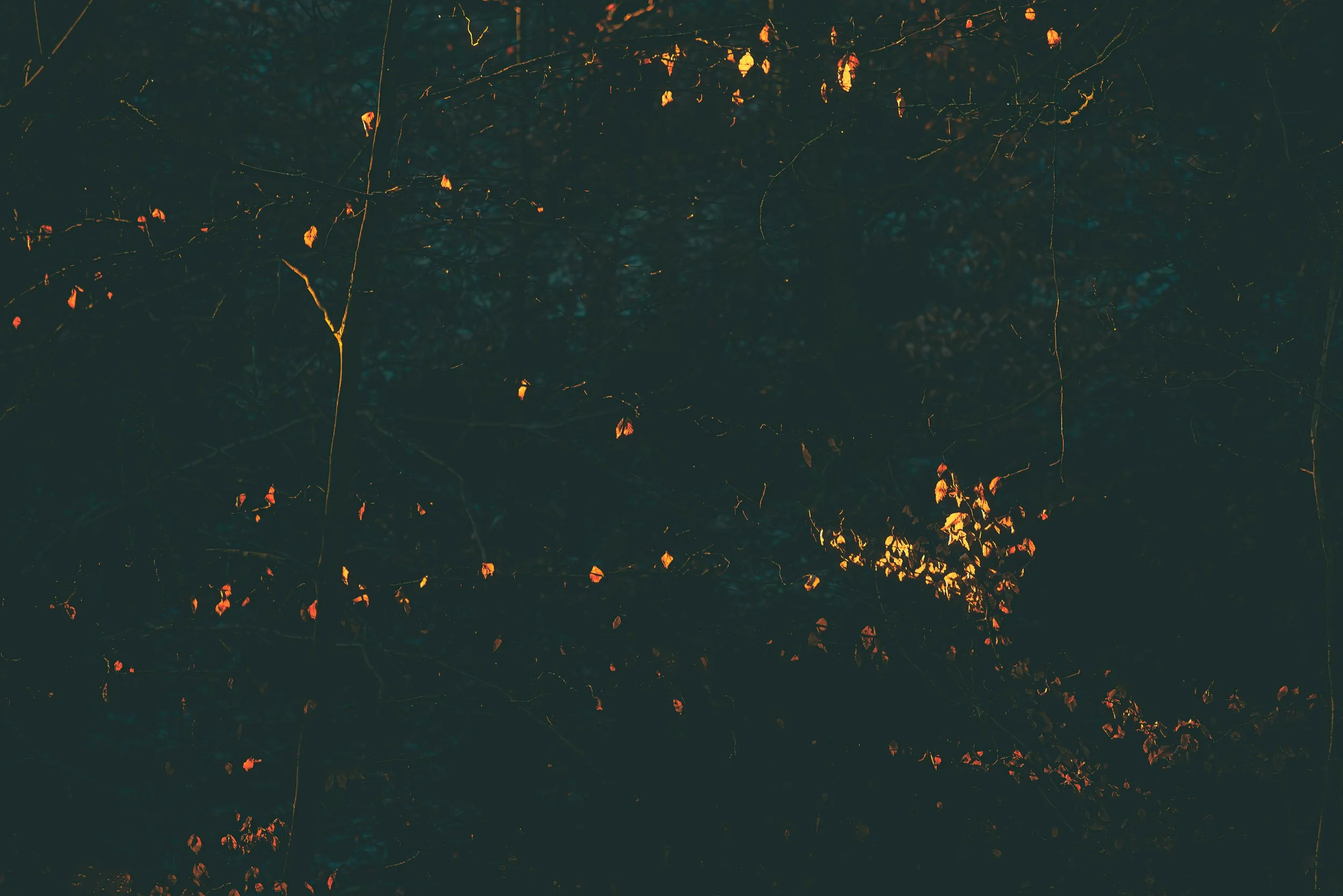 Dark forest canopy with scattered orange autumn leaves and tangled branches