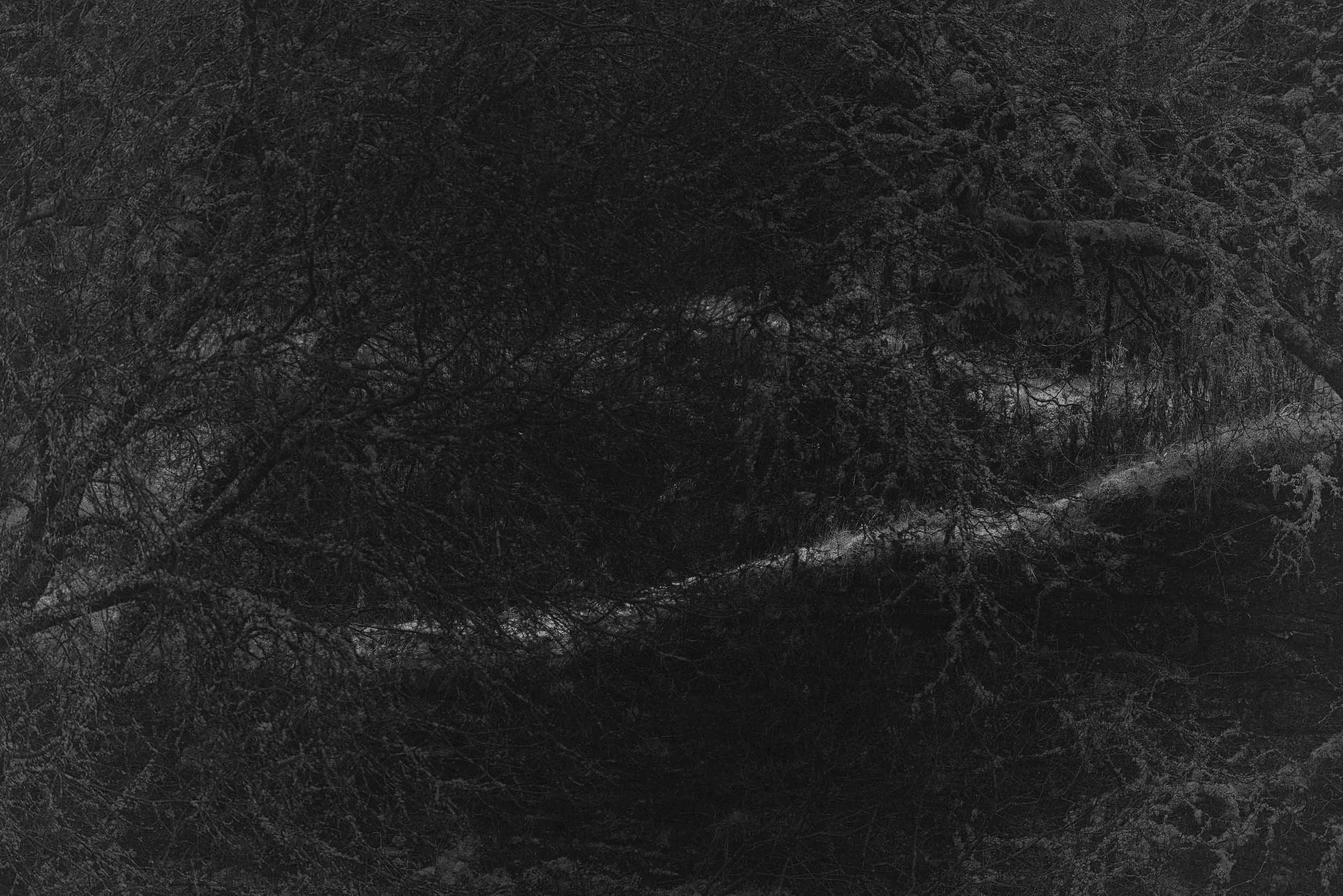 Dark, dense evergreen forest with tangled branches and undergrowth