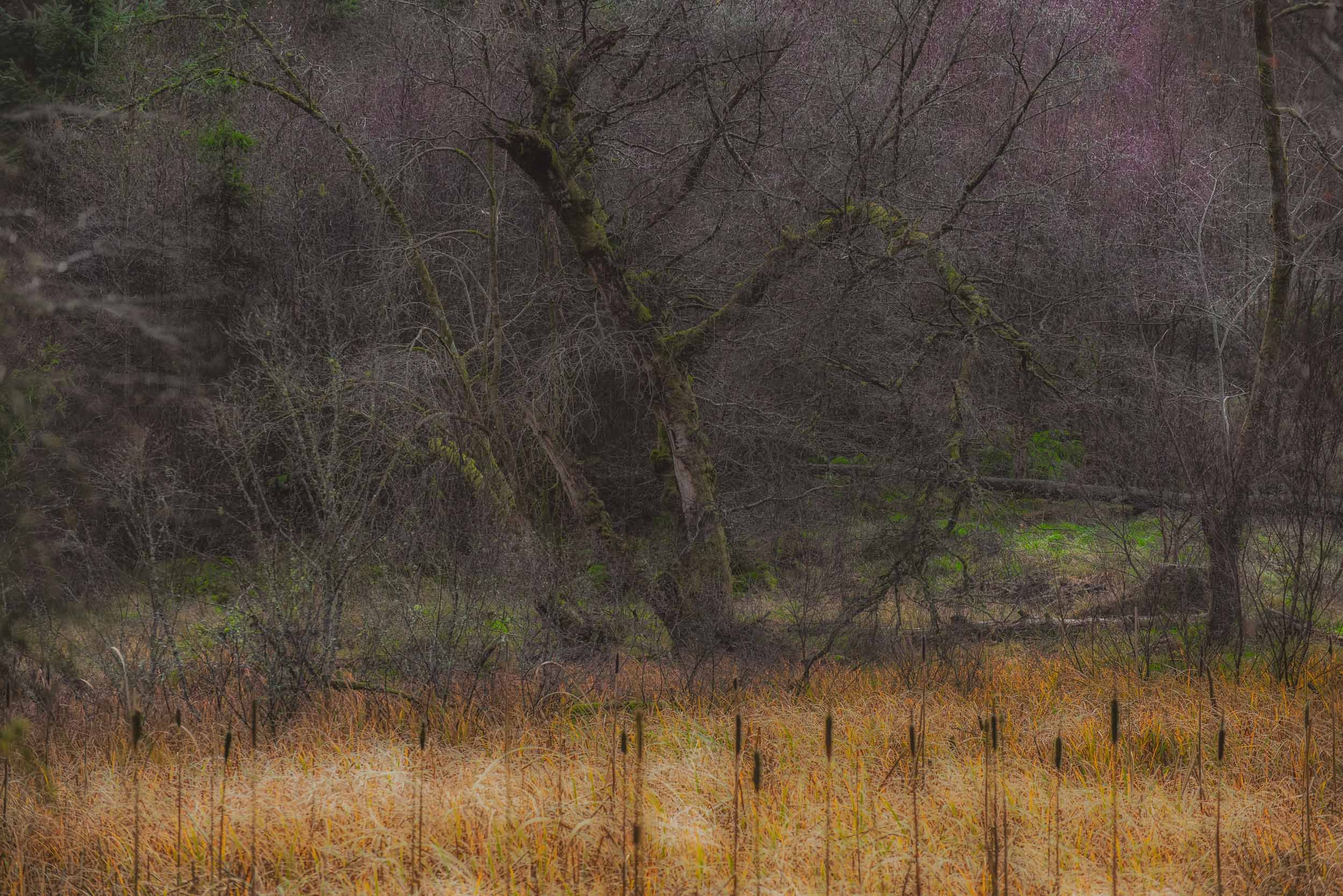 Leafless, moss-covered trees and dense brush border a field of tall, dry grass in late autumn.