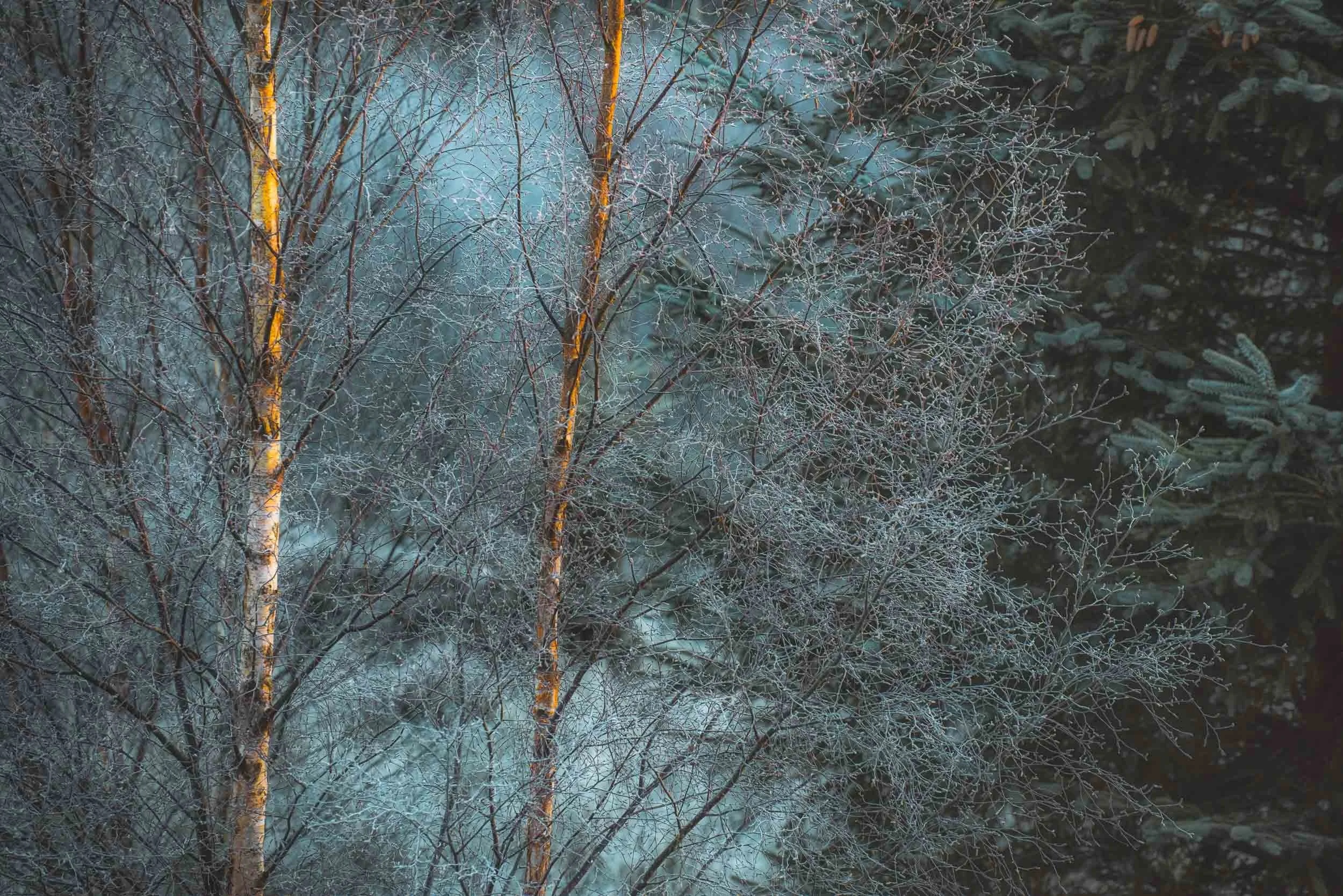 Frost-covered birch trees and dense evergreen forest in winter