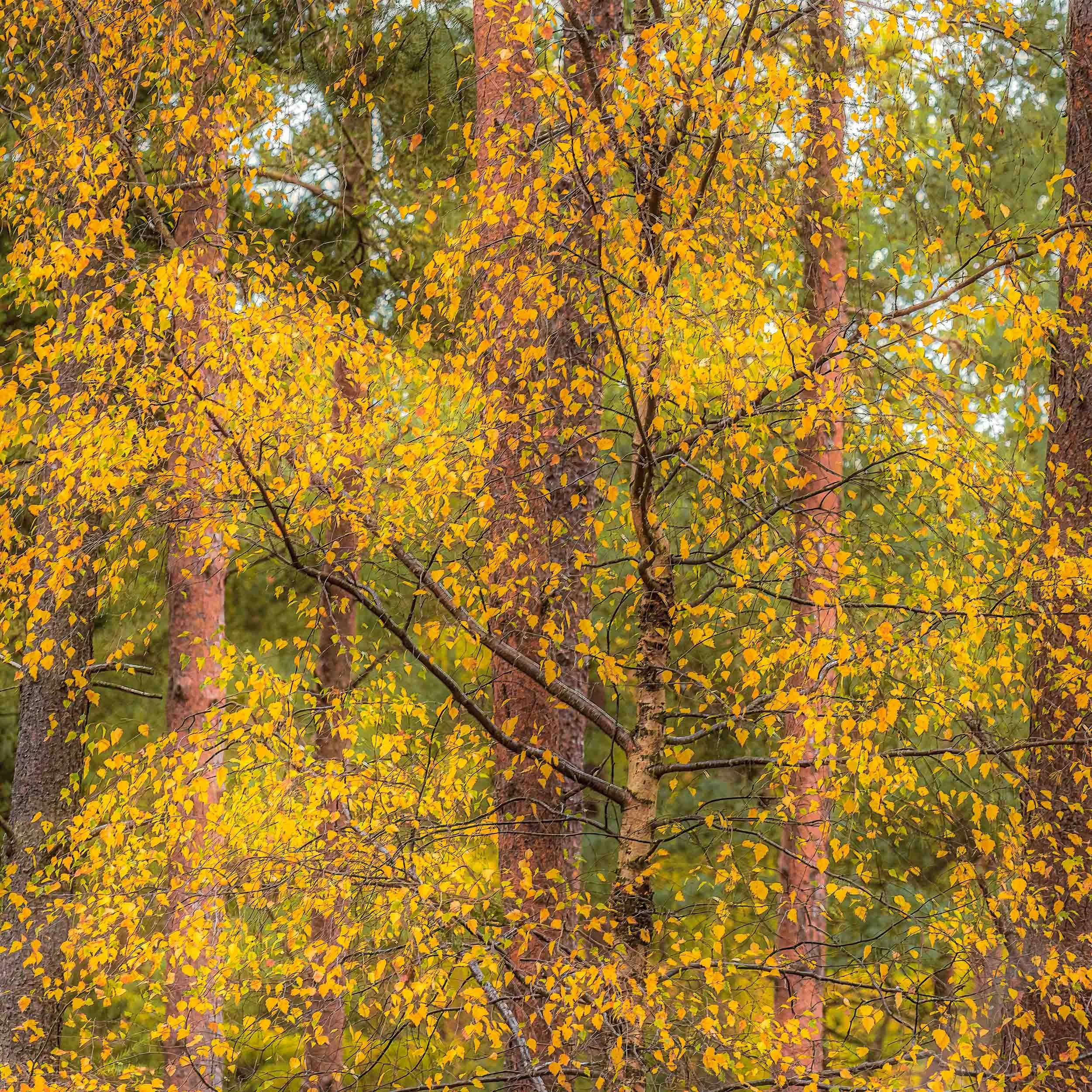 Dense forest filled with golden-yellow autumn leaves, slender branches, and reddish-brown tree trunks.