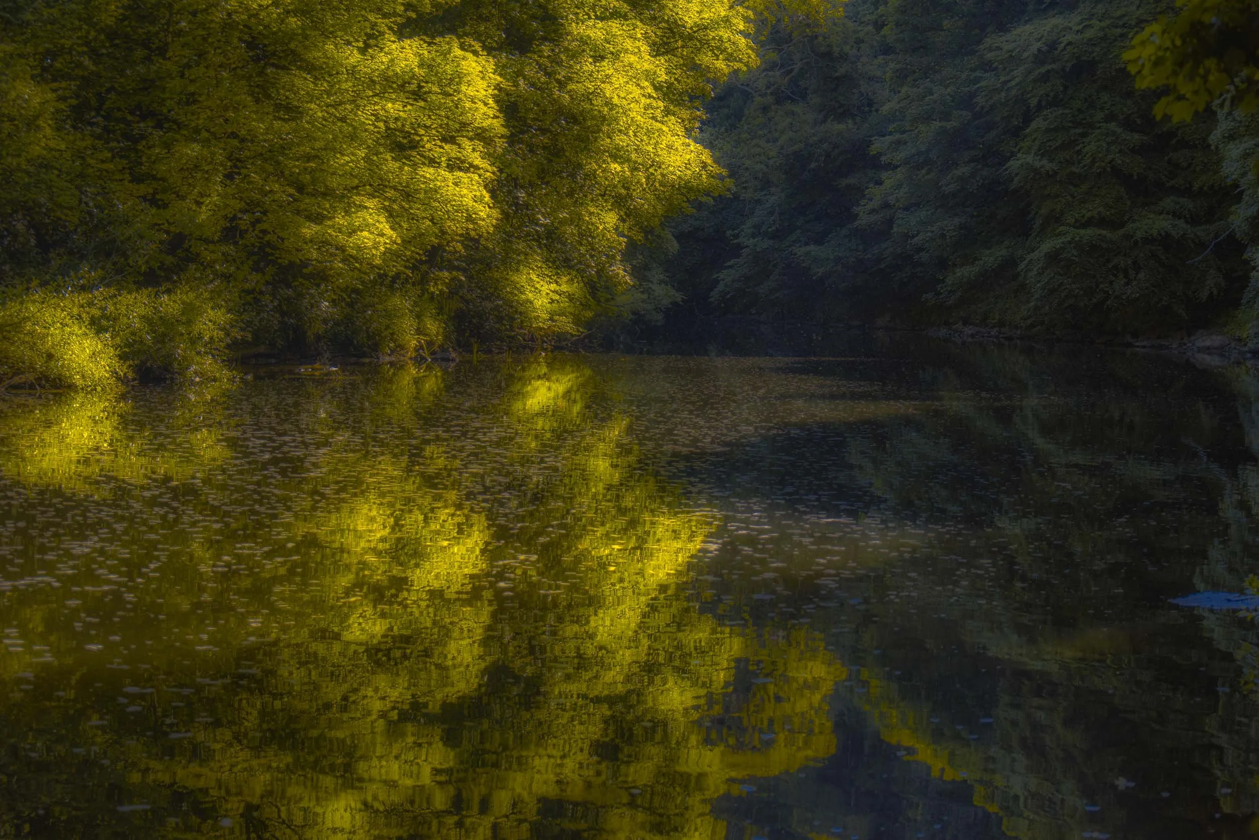 Sunlit forest trees reflected in a calm, dark pond