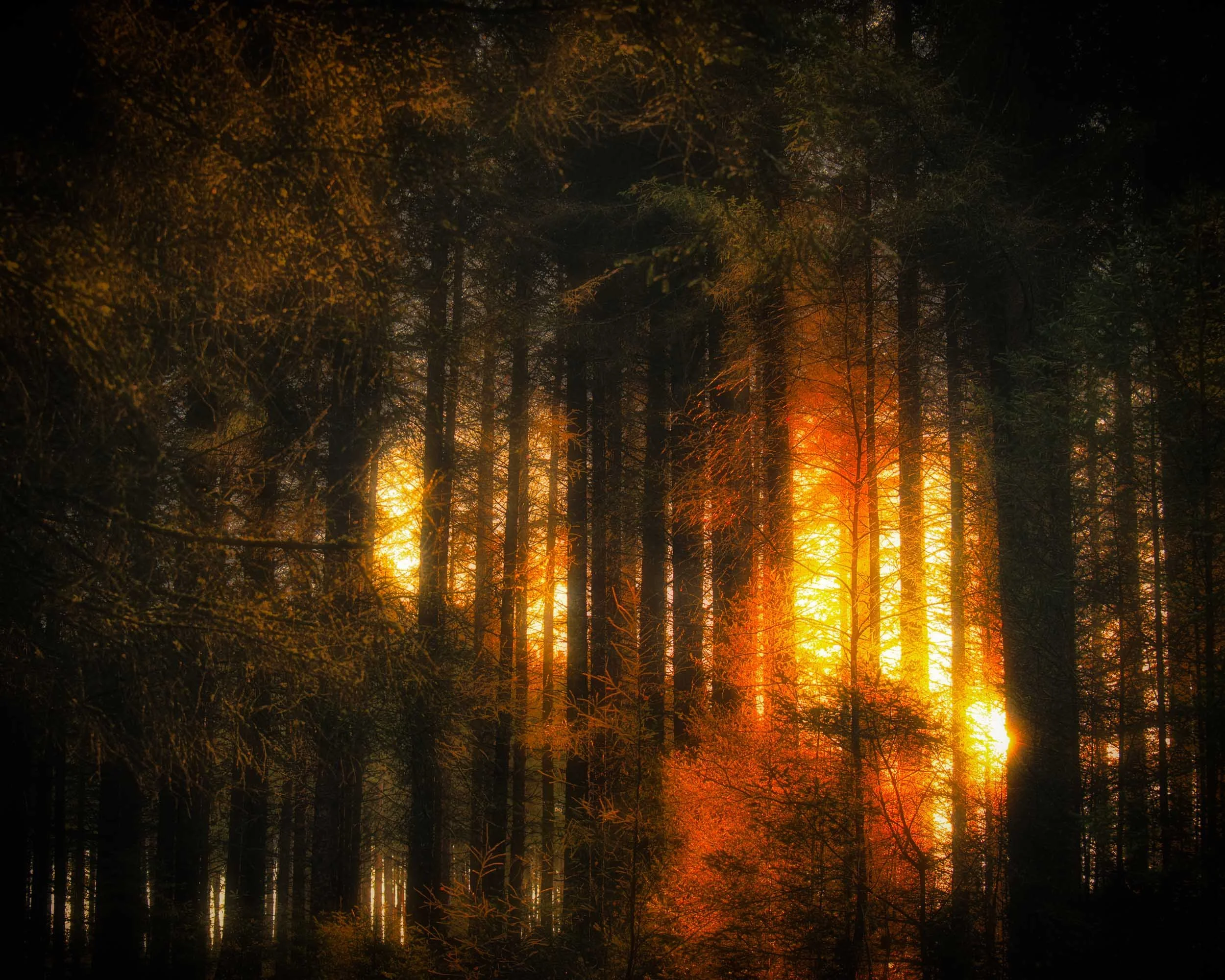 Sunlight glowing through a dense autumn forest of tall trees