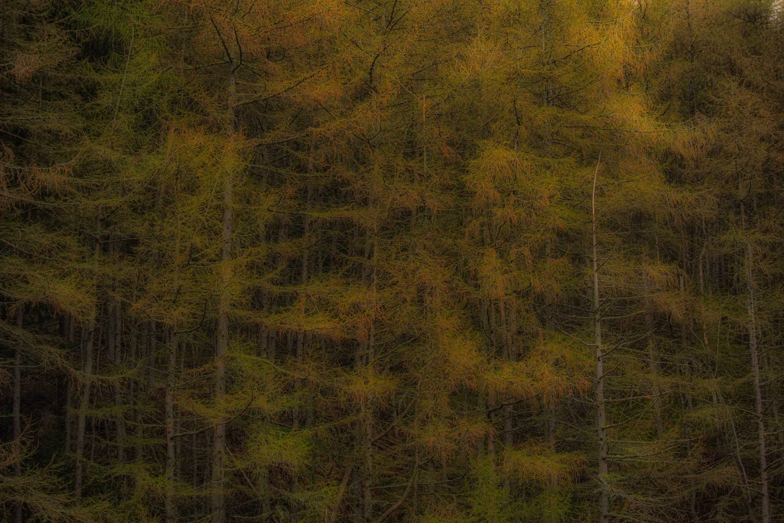 Dense autumn forest with slender trees and golden-brown foliage