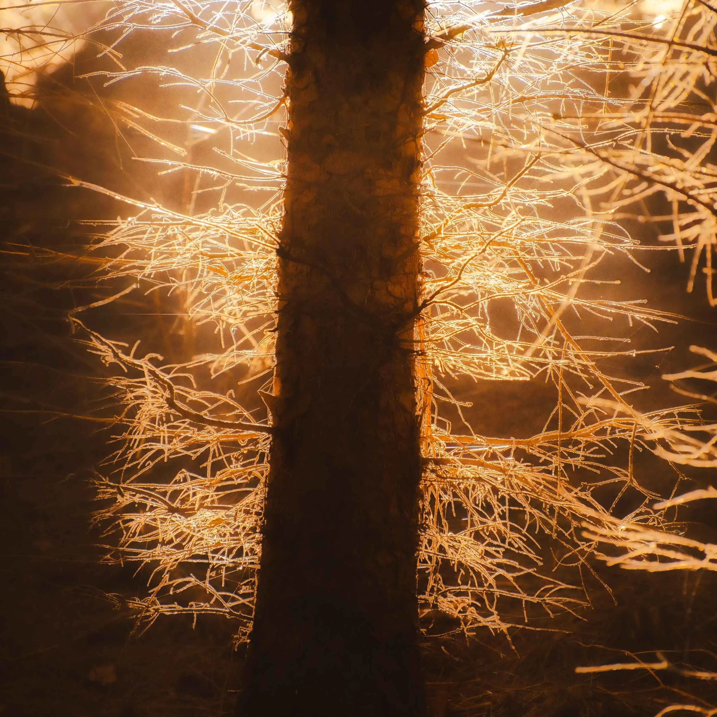 Long-exposure photograph of glowing sparks flying around a tree trunk at night