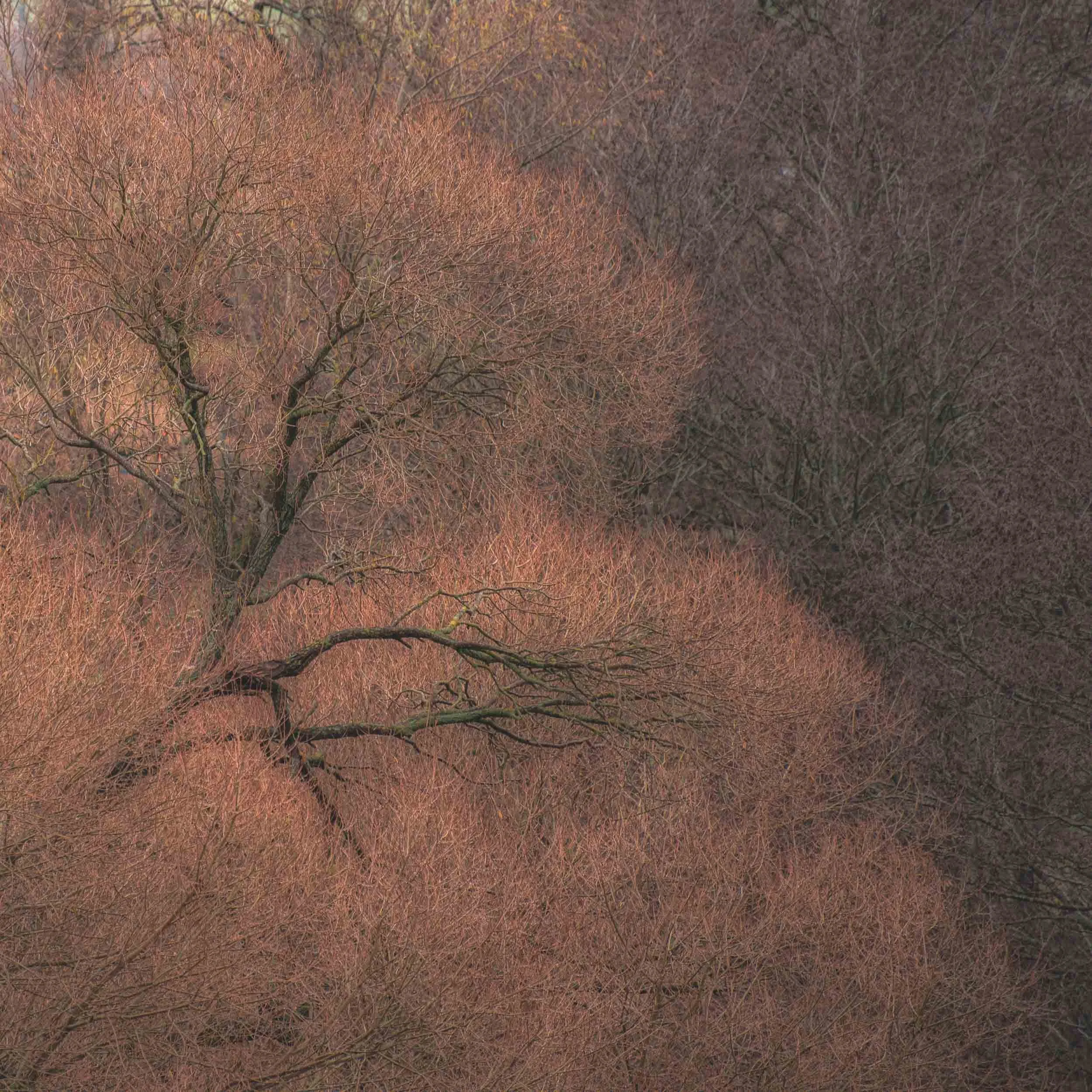 Dense leafless woodland with tangled reddish-brown branches and dark tree trunks.