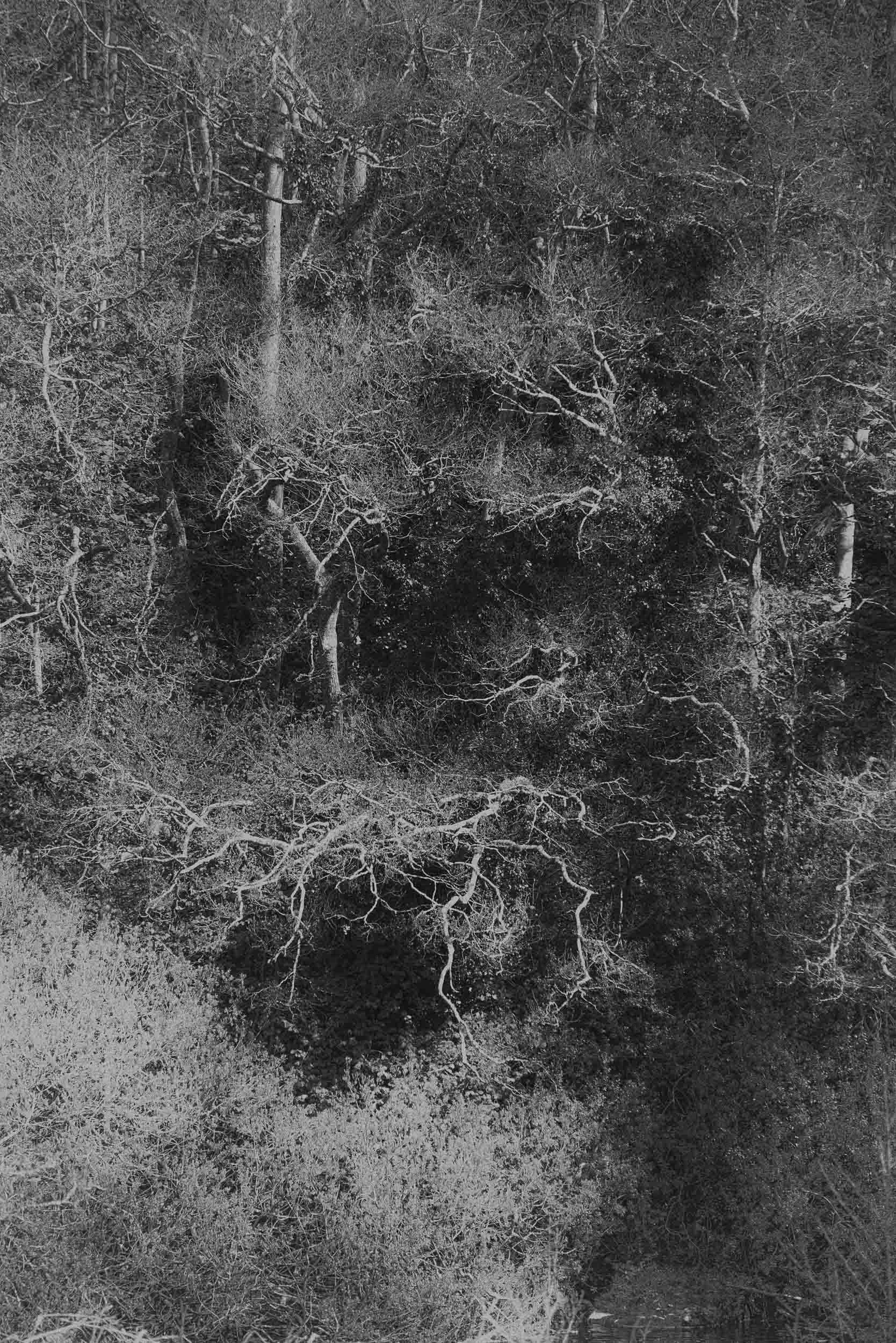 Dense black-and-white woodland with tangled tree branches, trunks, and undergrowth