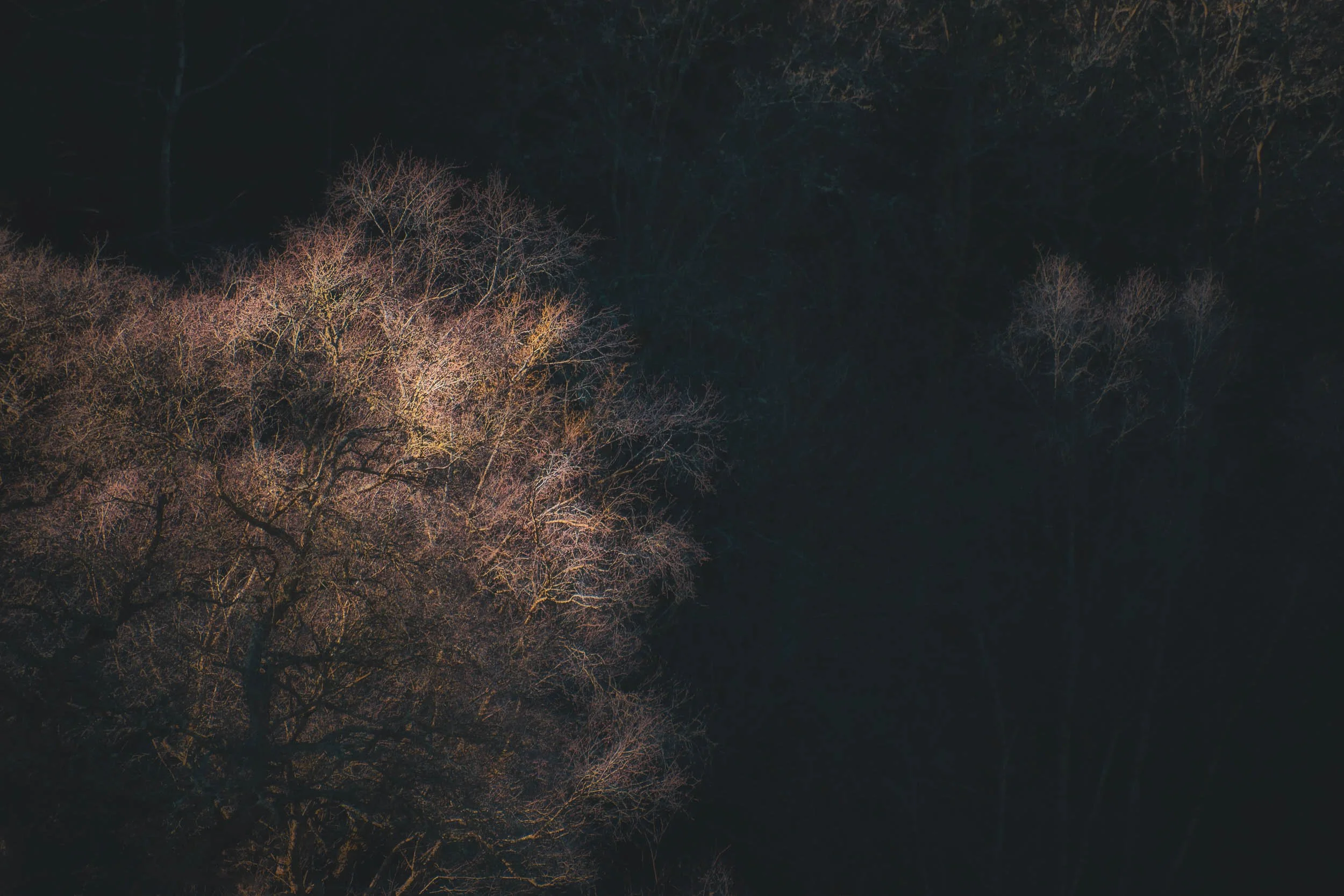 Dark forest with leafless trees illuminated by warm light