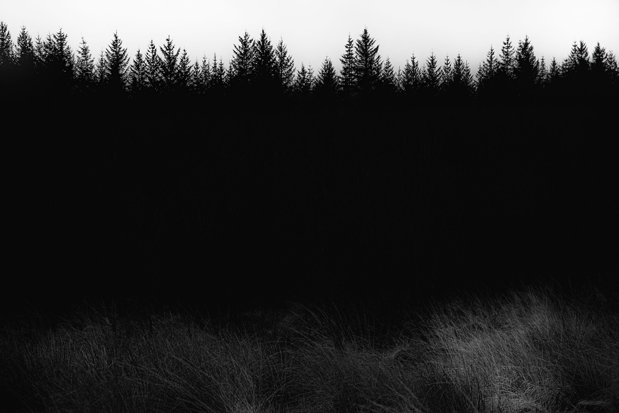 Black-and-white silhouette of a dense evergreen forest under an overcast sky, with tall grass in the foreground