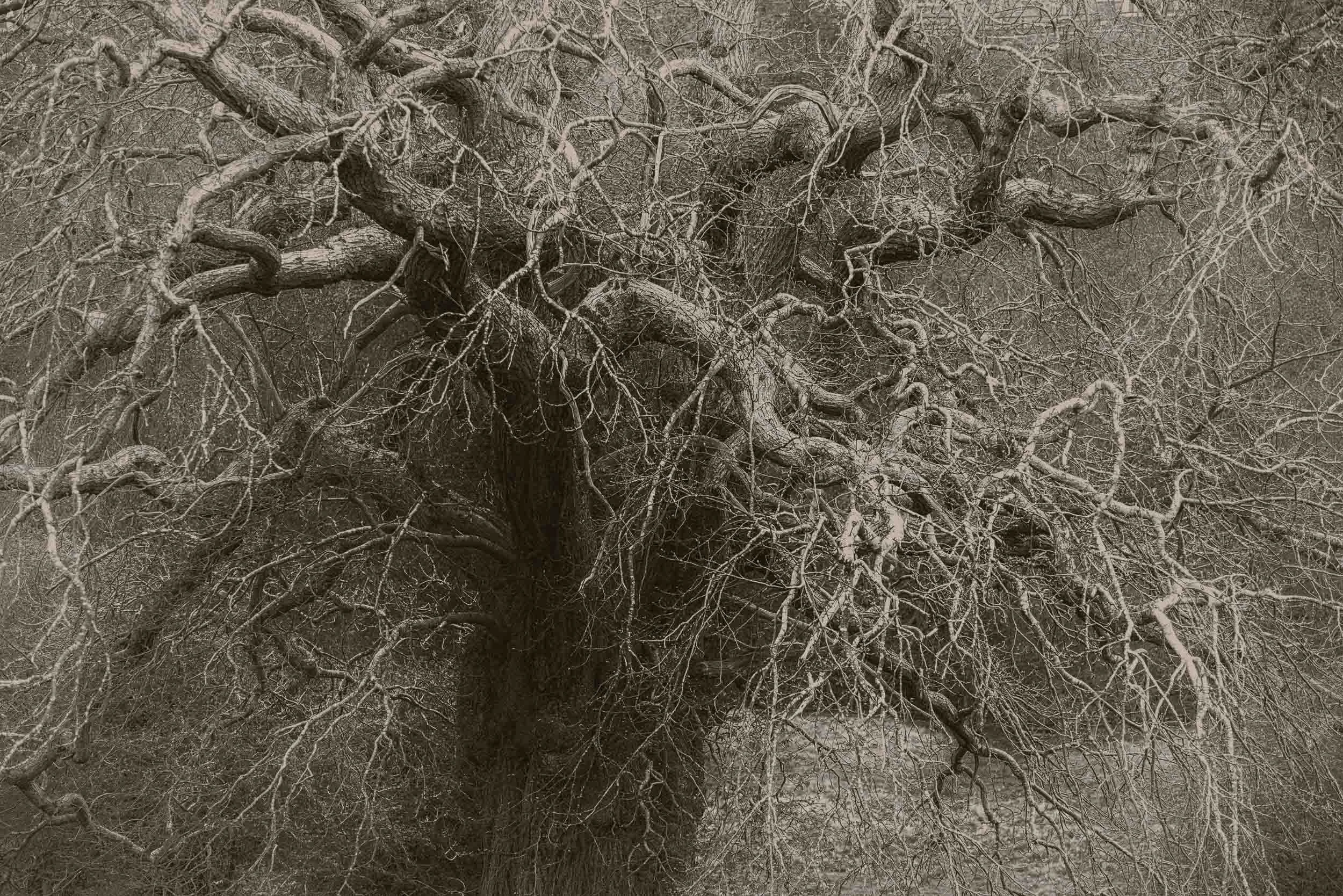 Sepia-toned forest scene with a large fallen tree and tangled, leafless branches.