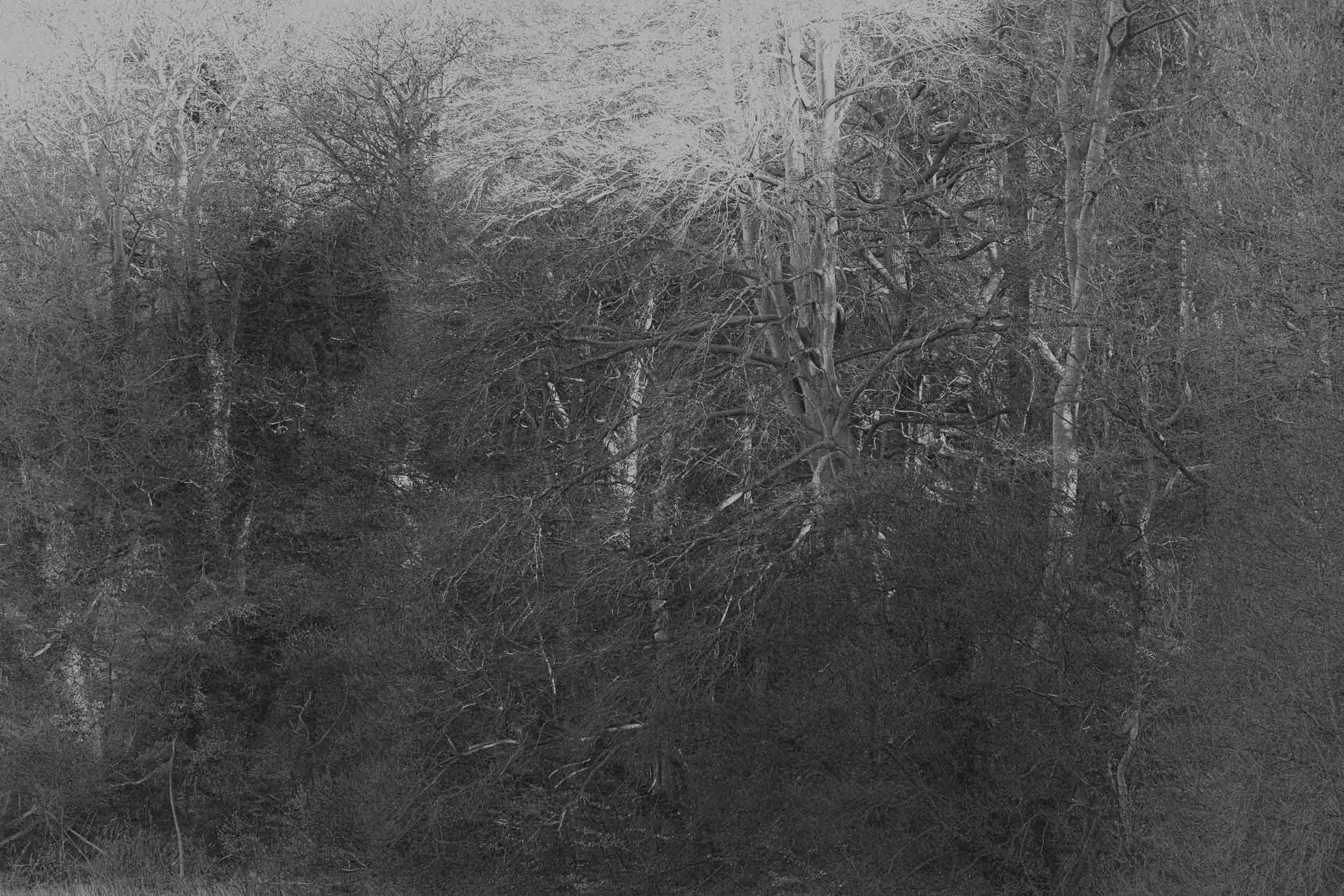 Dense, dry woodland with tangled branches and leafless trees