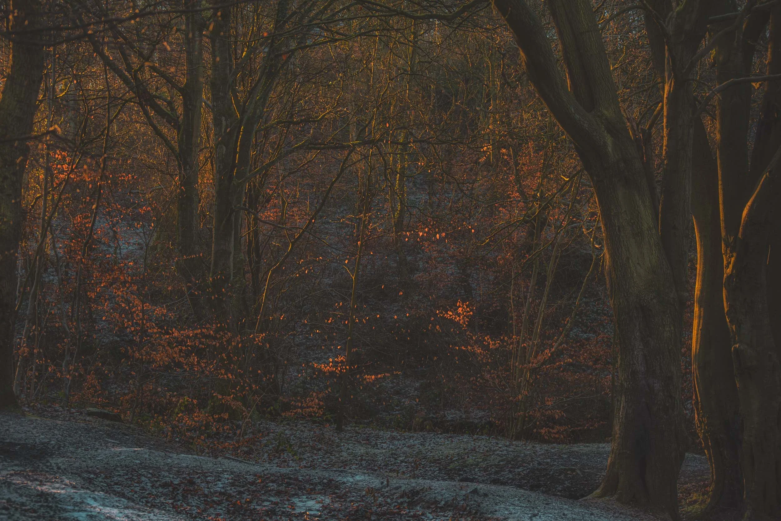Dark autumn forest with bare trees, scattered brown leaves, and a frosty woodland floor