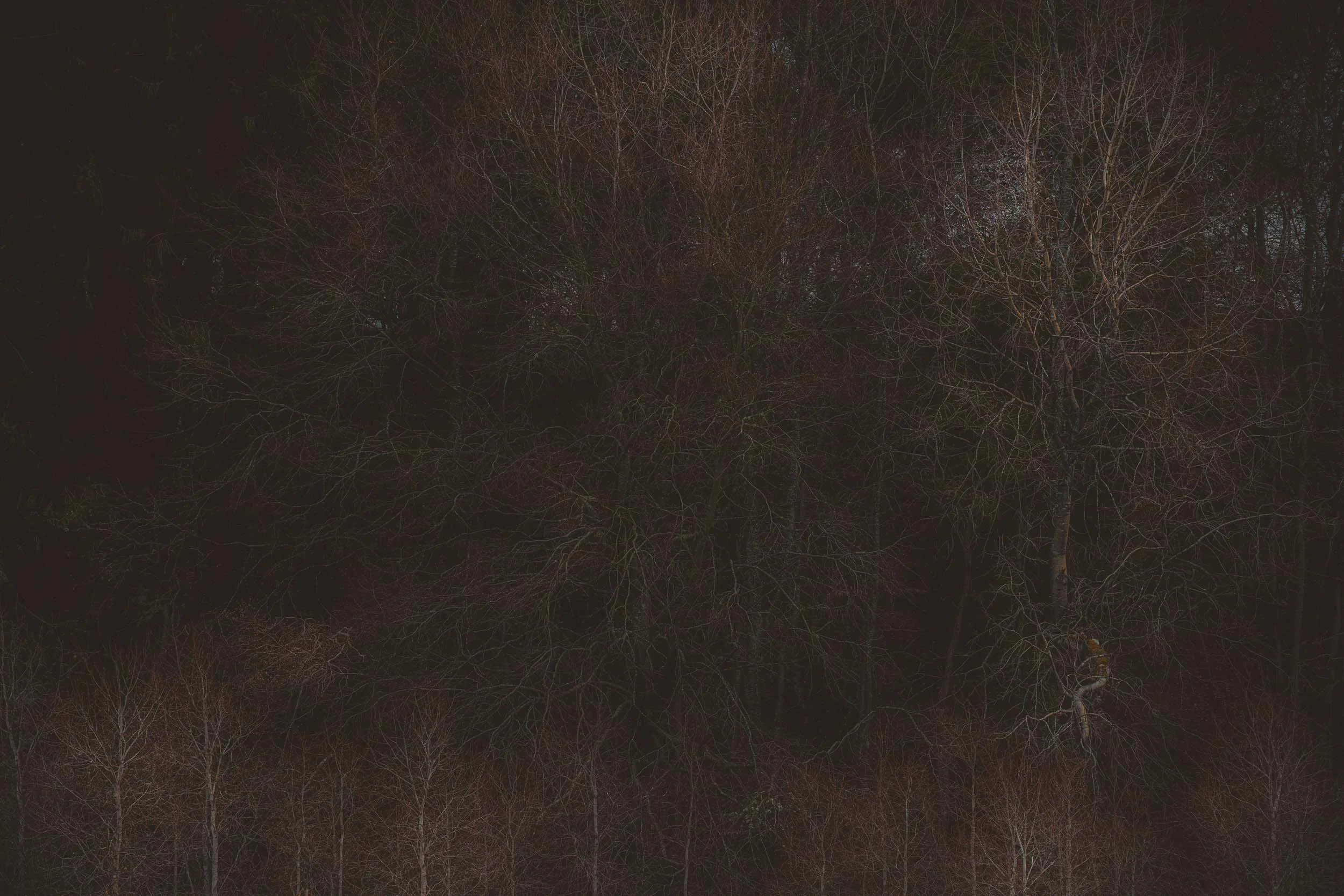 Dense, leafless forest of tangled branches in dim light