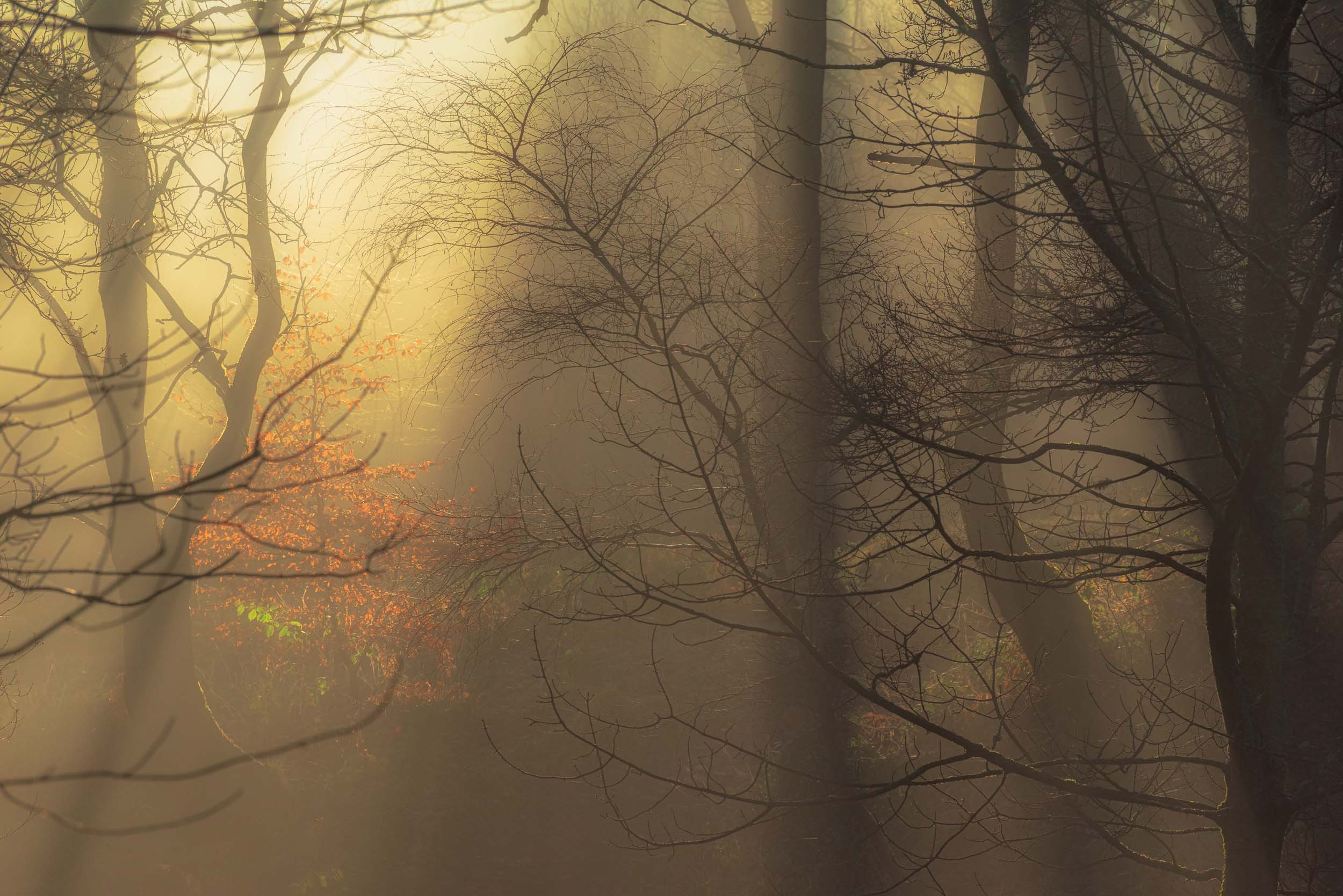 Misty forest with bare tree branches glowing in warm golden sunlight