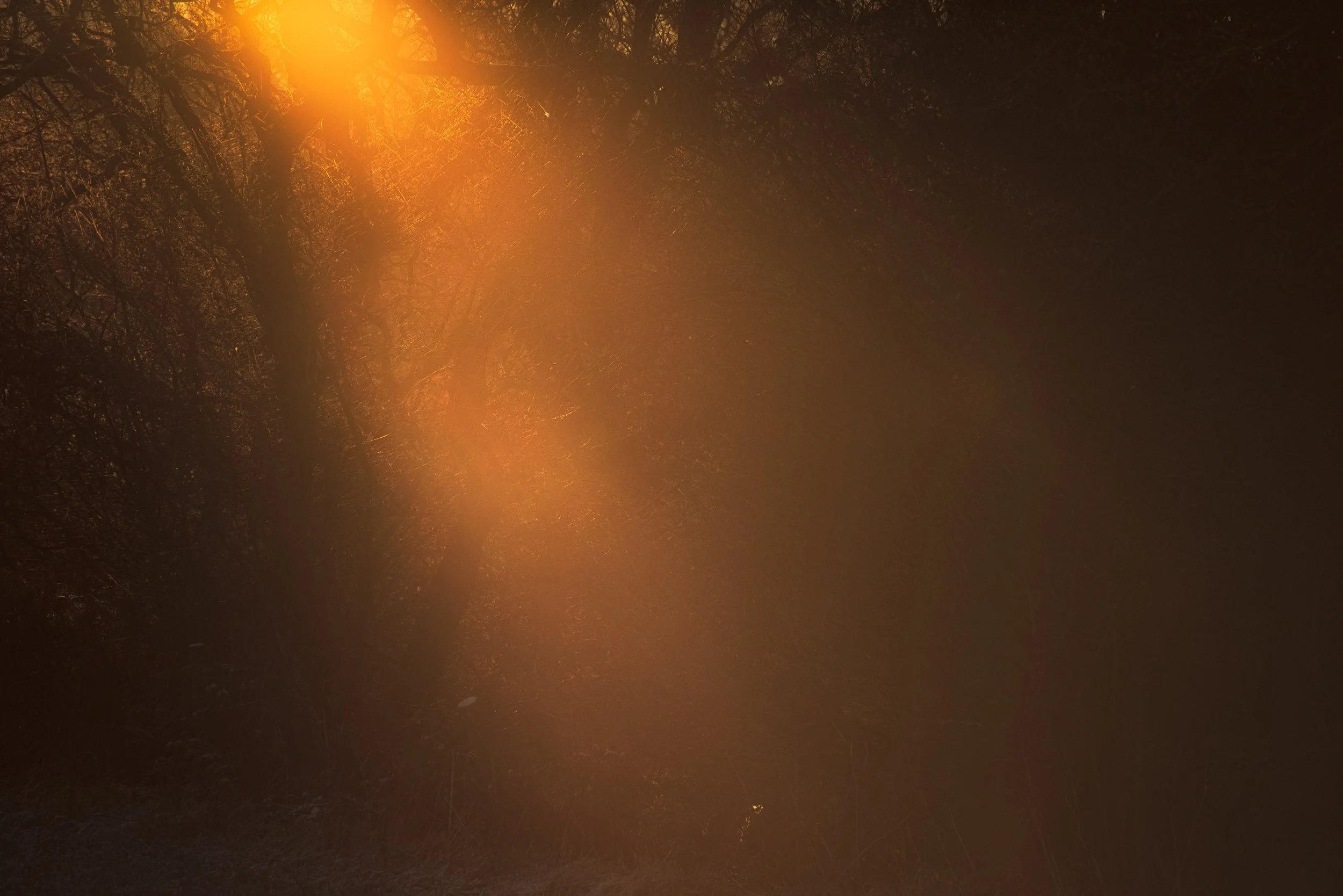 Golden sunlight streaming through a dark forest of trees and branches