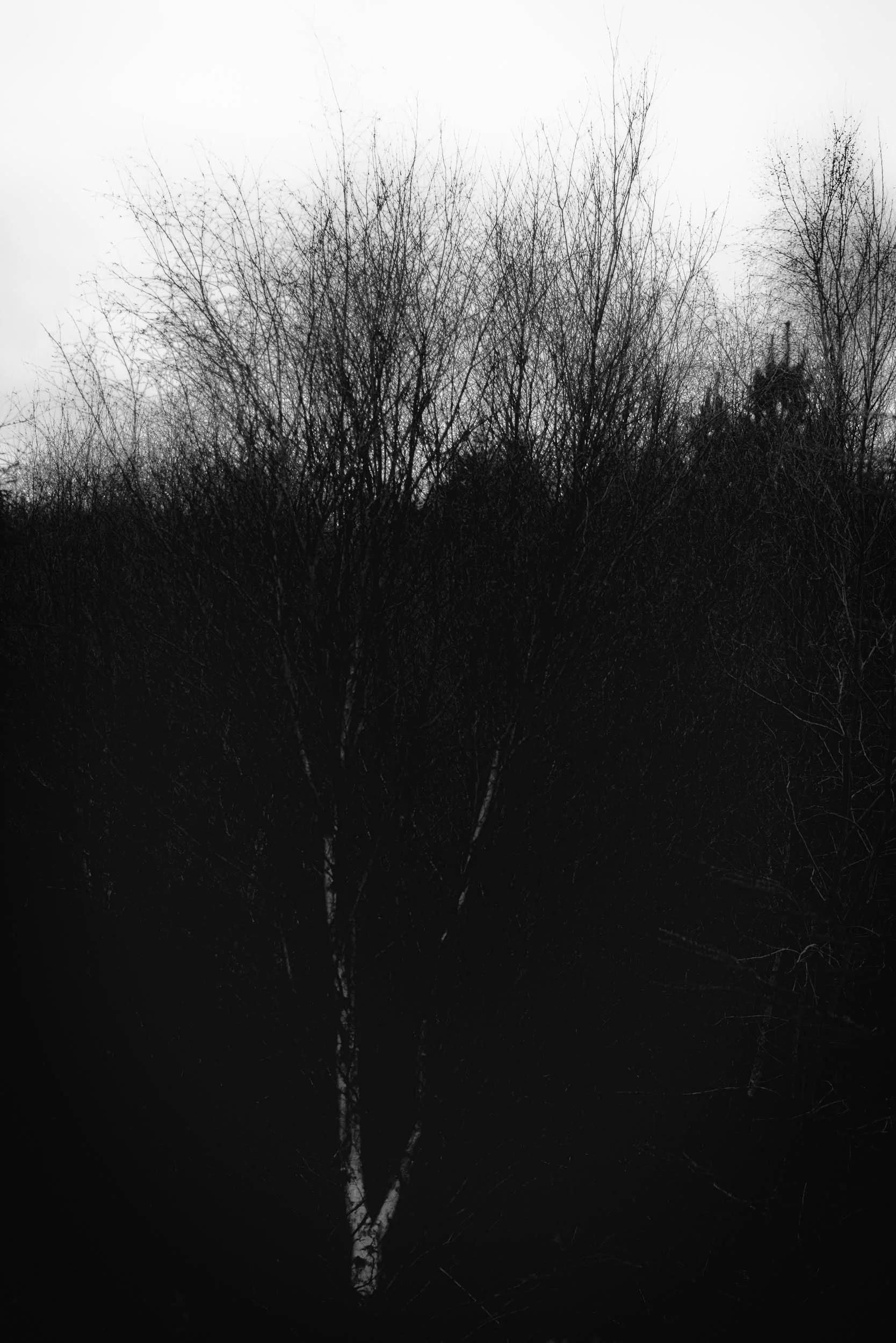 Black-and-white photograph of dense leafless woodland under an overcast sky