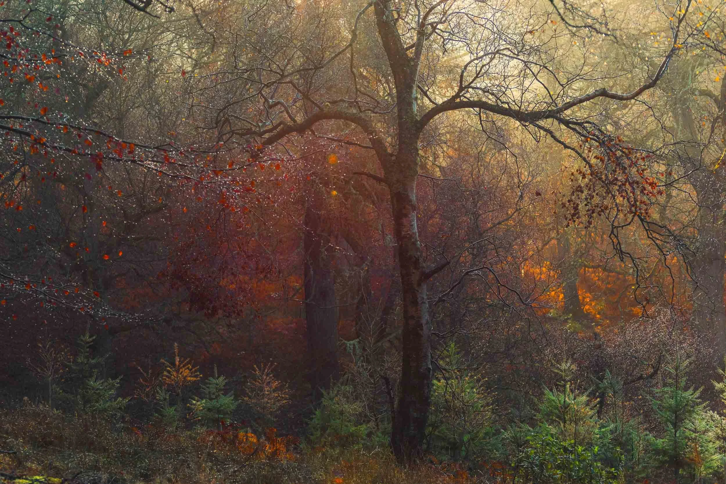 Sunlit autumn forest with colorful foliage, bare branches, and a large tree in the foreground