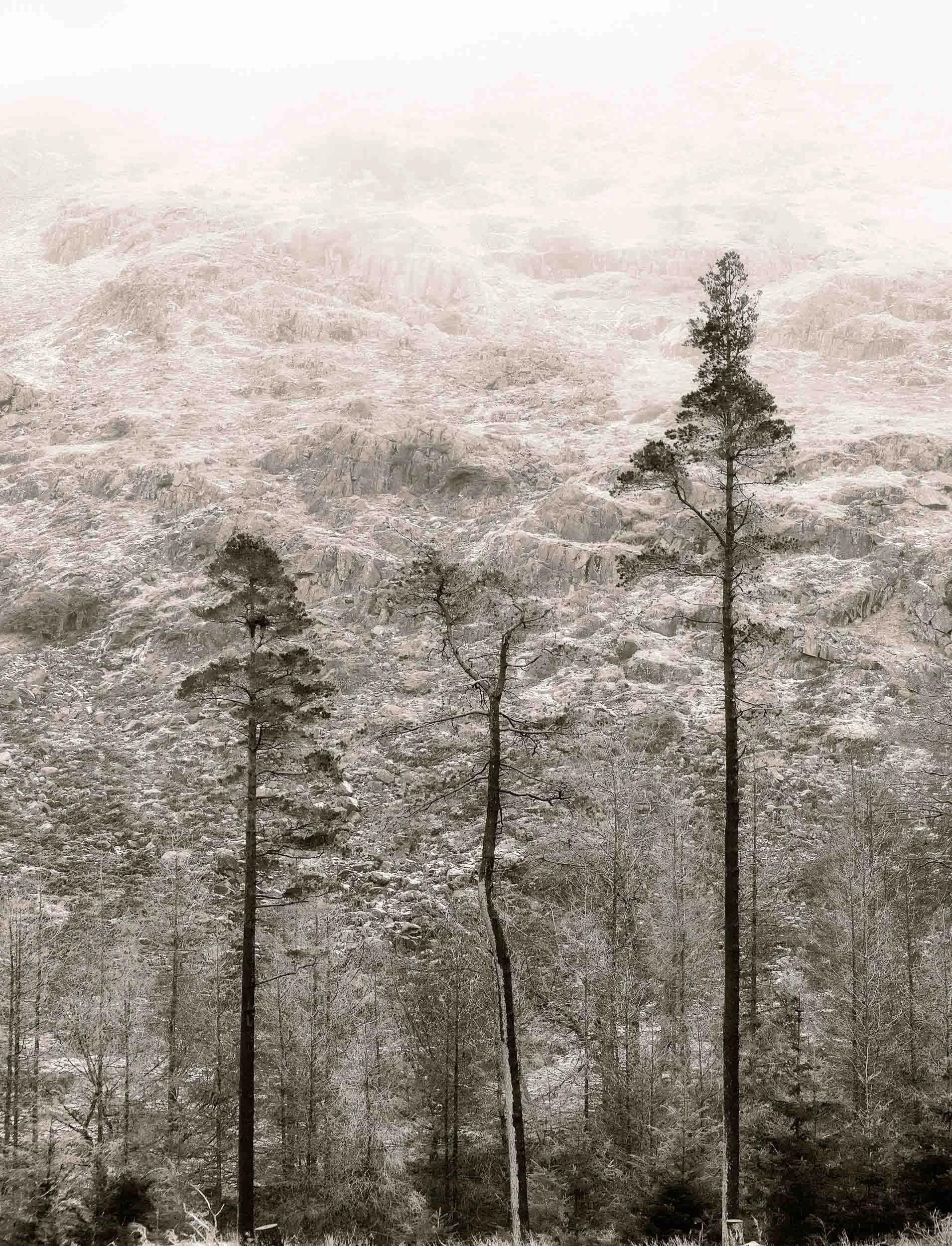 Snow-covered rocky mountain landscape viewed through tall pine trees
