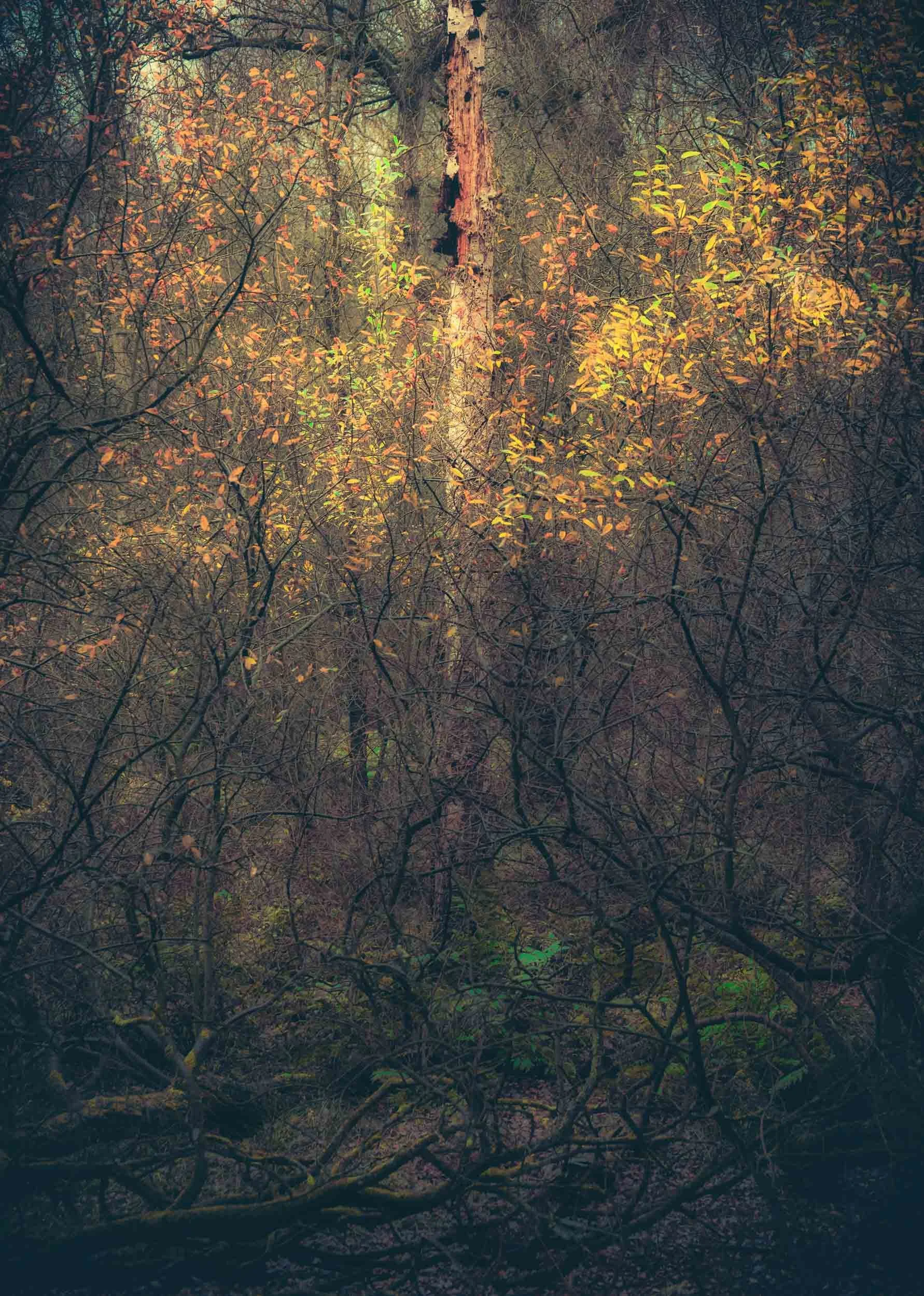 Dense autumn woodland with orange leaves, tangled branches, and a weathered hollow tree trunk