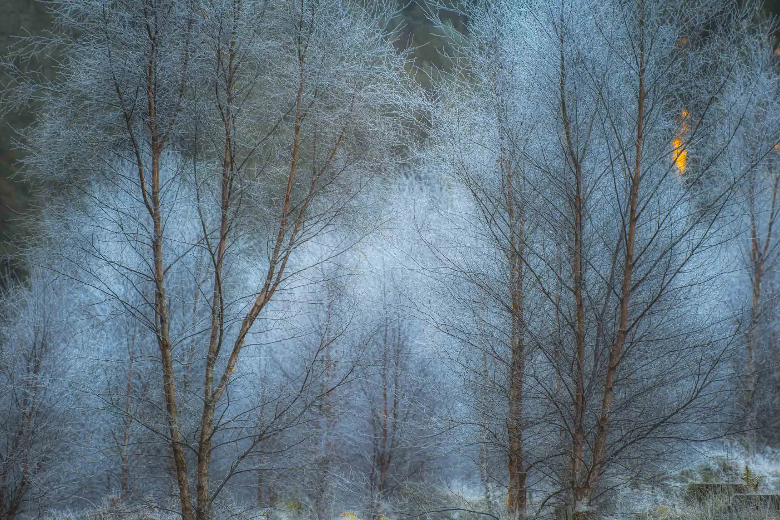 Frost-covered trees in a misty winter forest