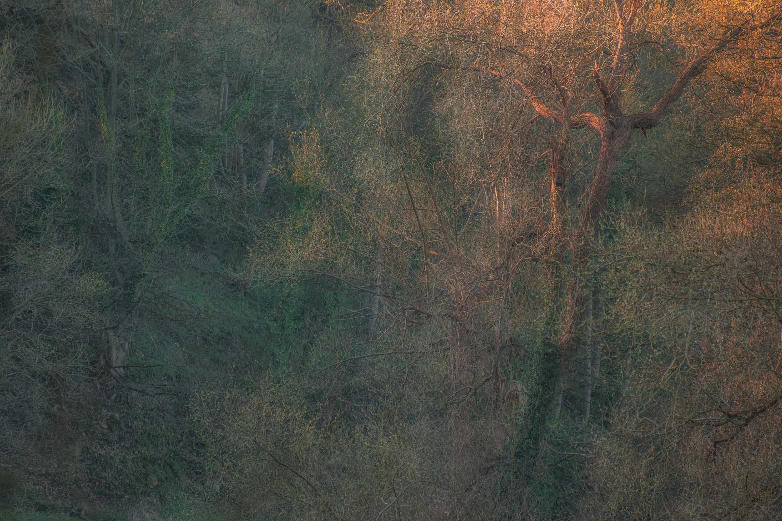 Dense woodland with leafless trees and tangled branches illuminated by warm sunlight