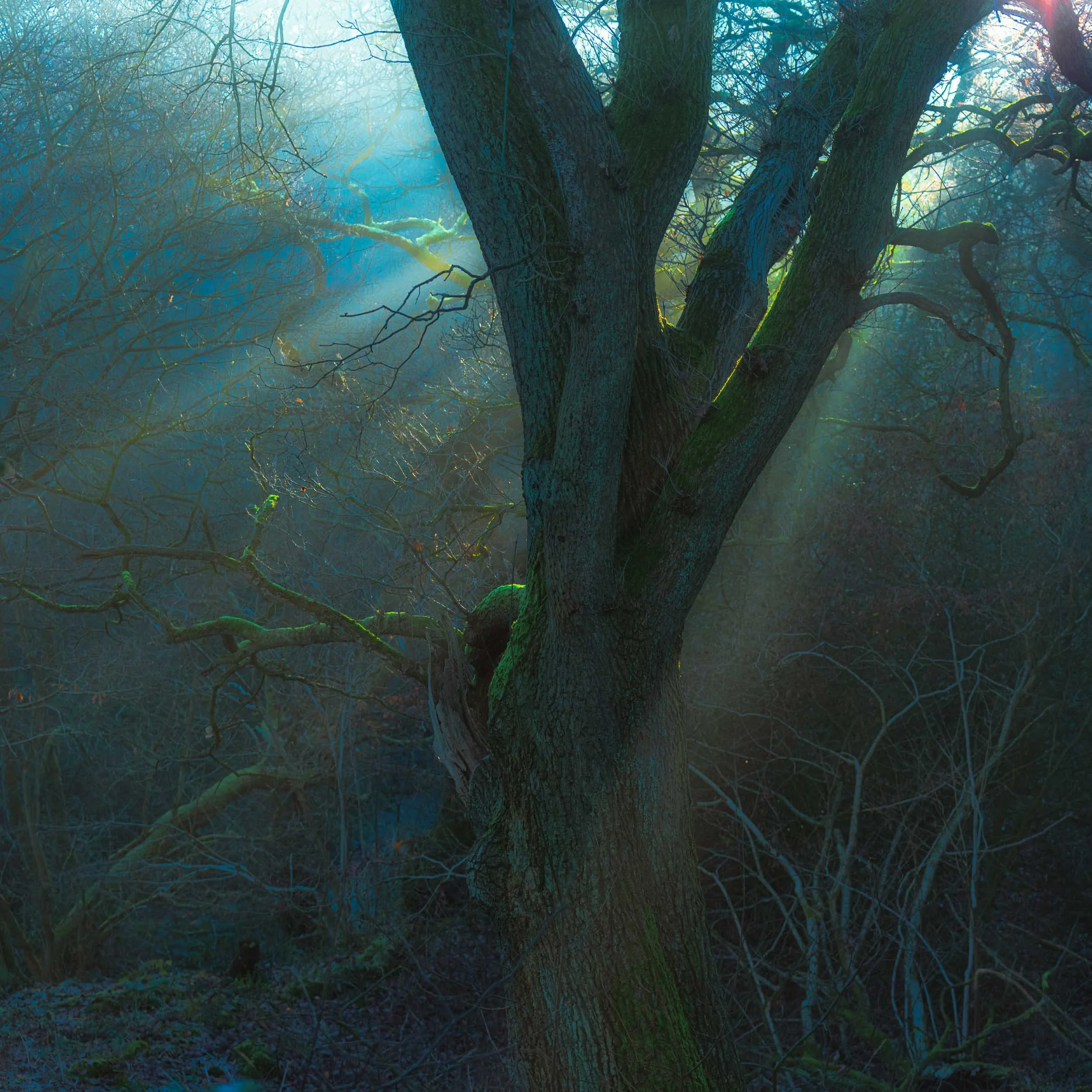 Sunlit moss-covered tree trunk and twisting branches in a dense forest