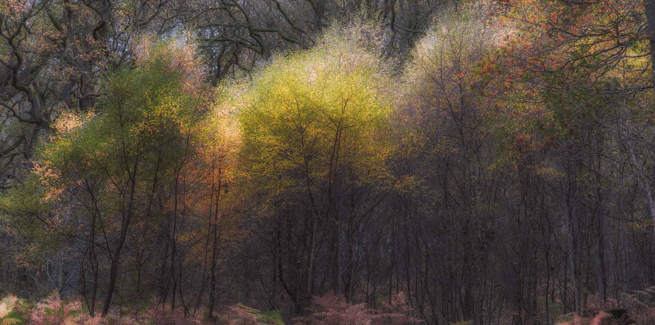 Dense autumn forest with colorful fall foliage, bare branches, and ferns on the forest floor